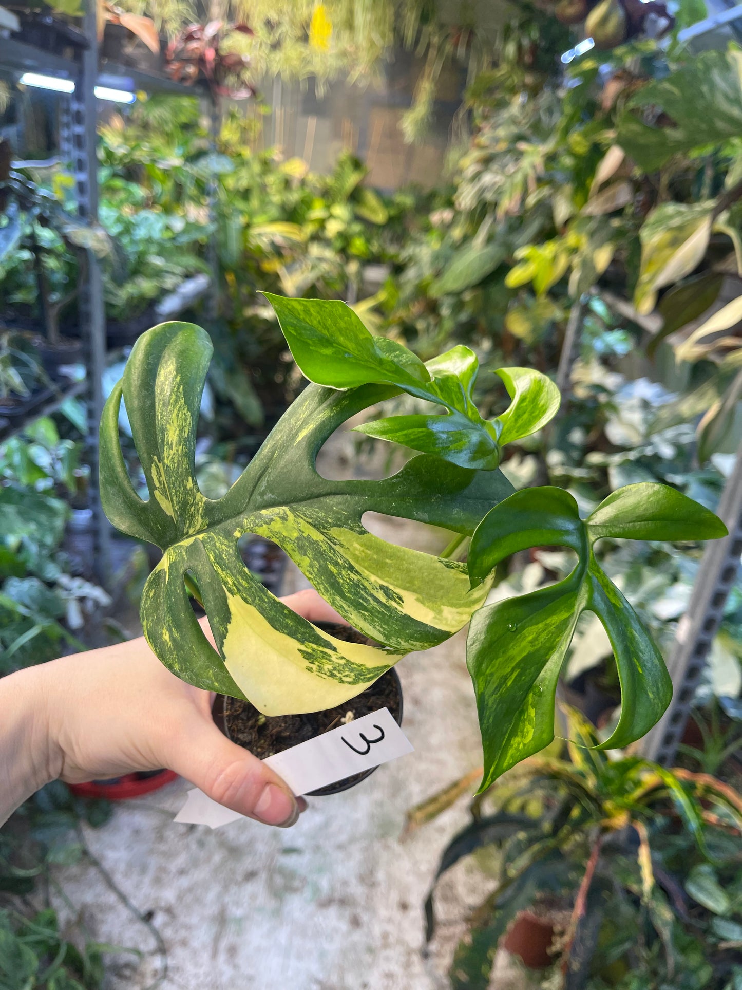 Monstera minima aurea yellow Marilyn / Rhaphidophora tetrasperma aurea yellow Marilyn