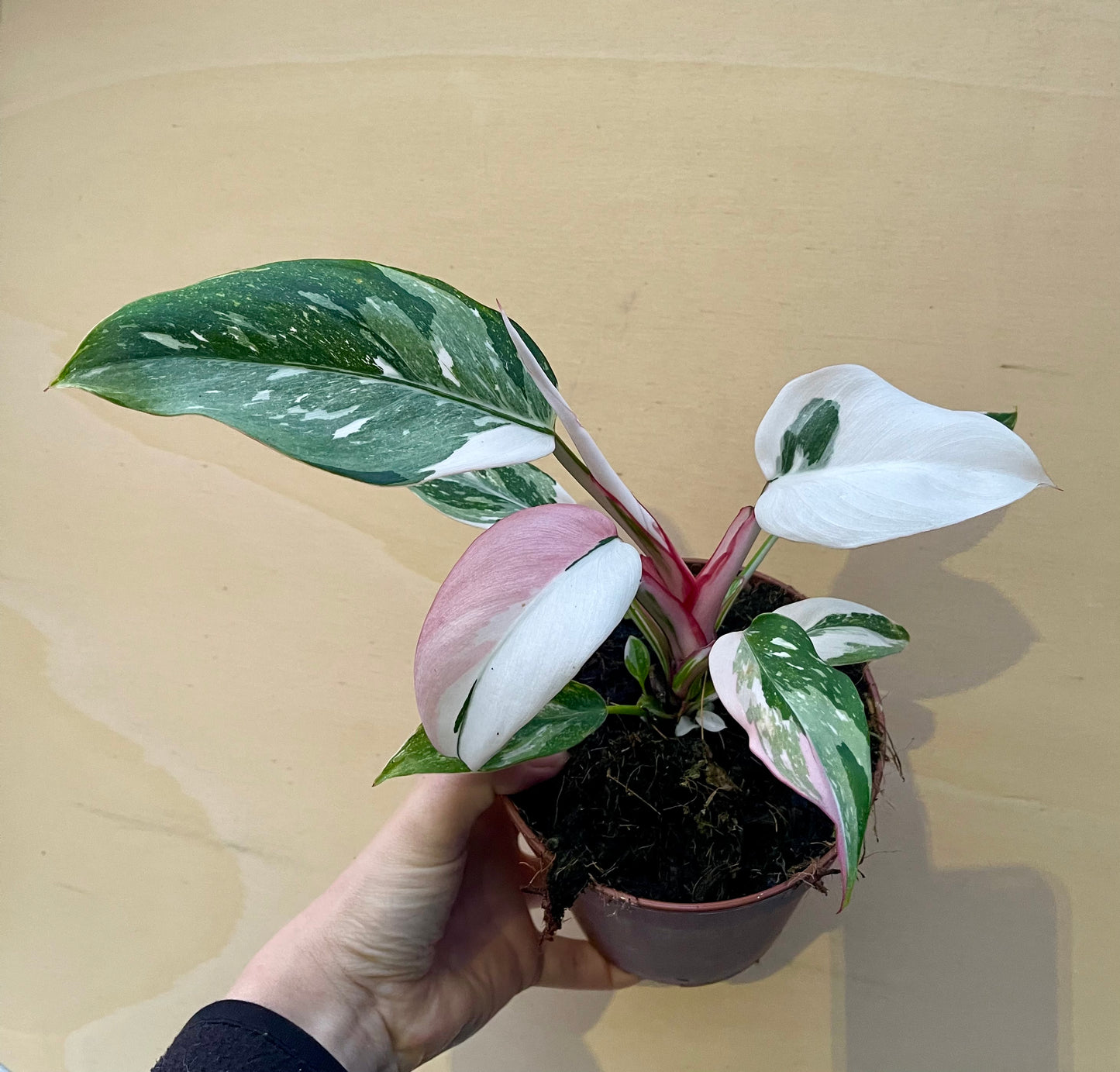 Philodendron white princess tricolor