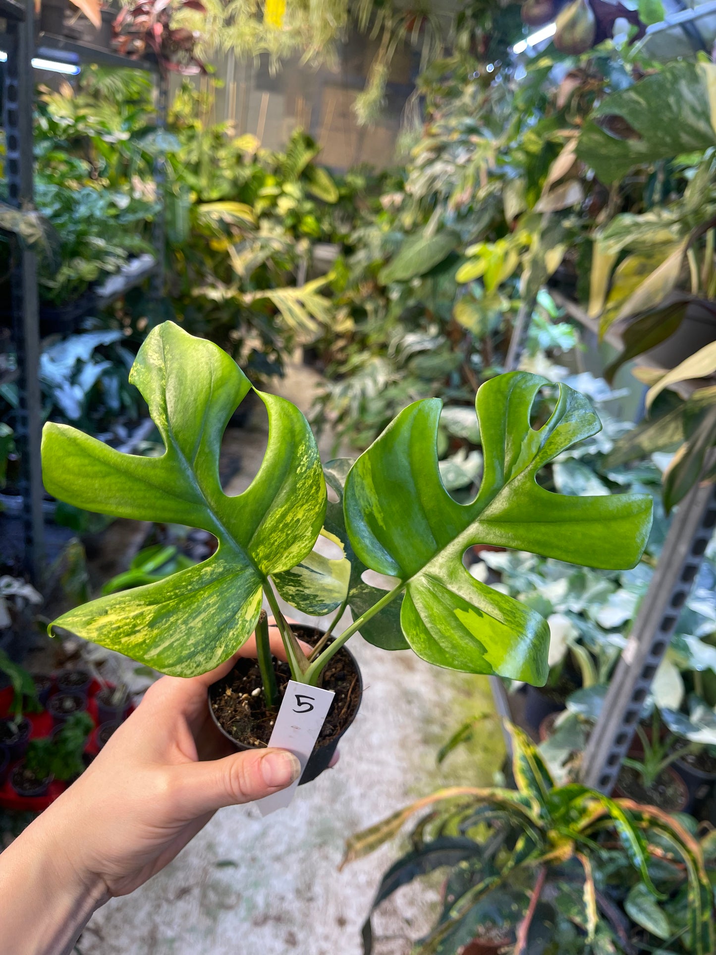 Monstera minima aurea yellow Marilyn / Rhaphidophora tetrasperma aurea yellow Marilyn