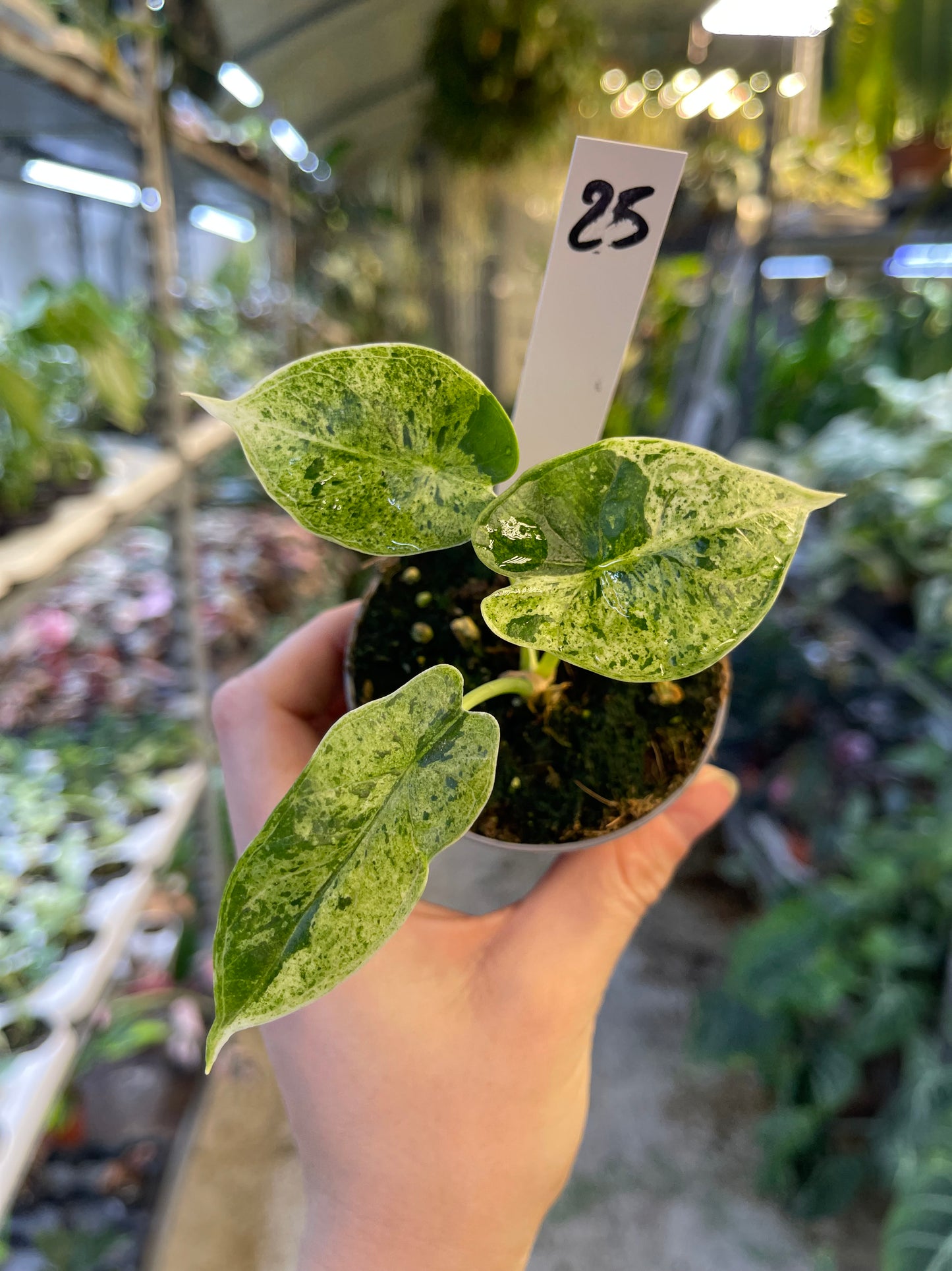 Alocasia dragon scale mint variegata NEW