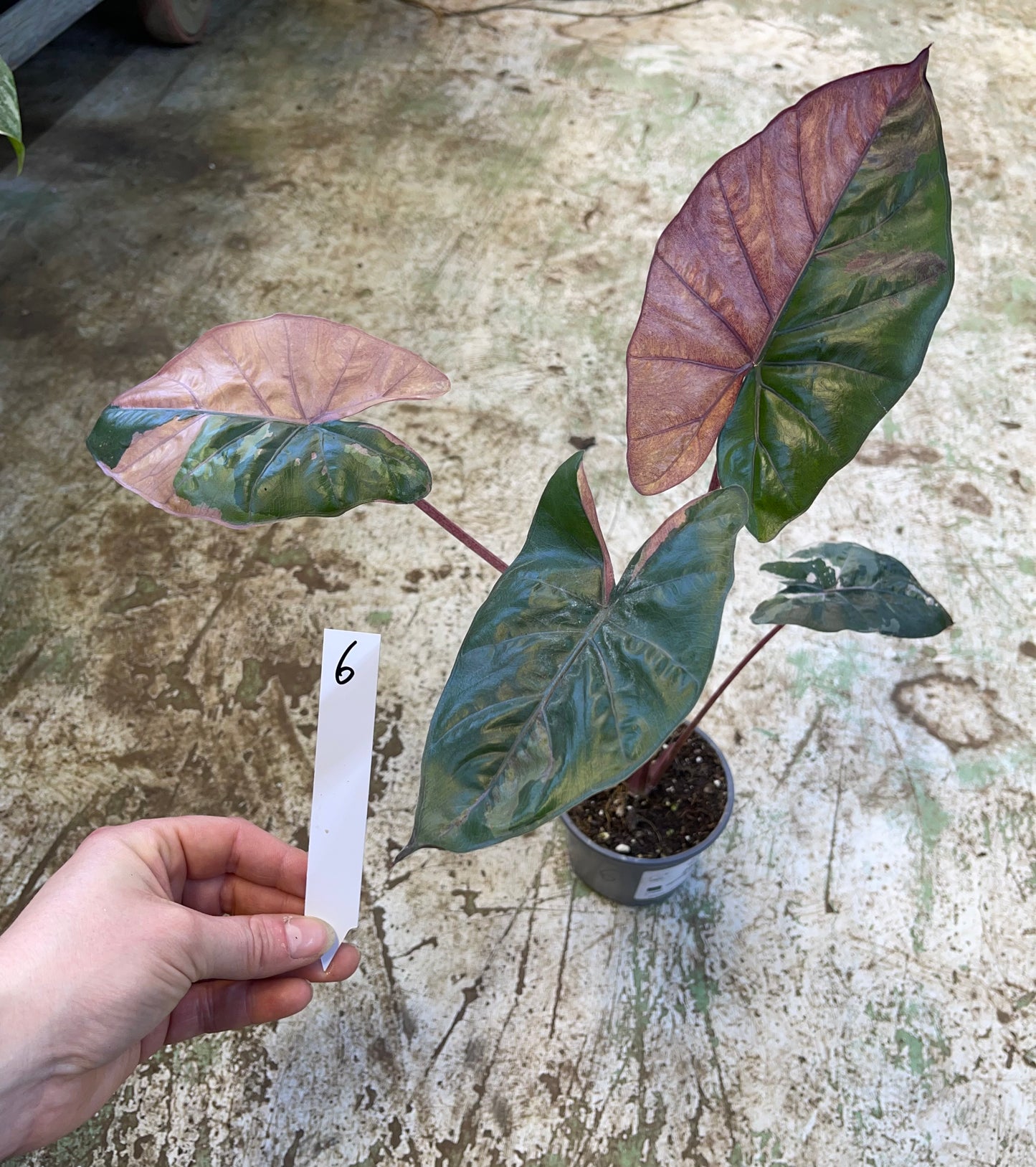Alocasia yucatan pink variegata M
