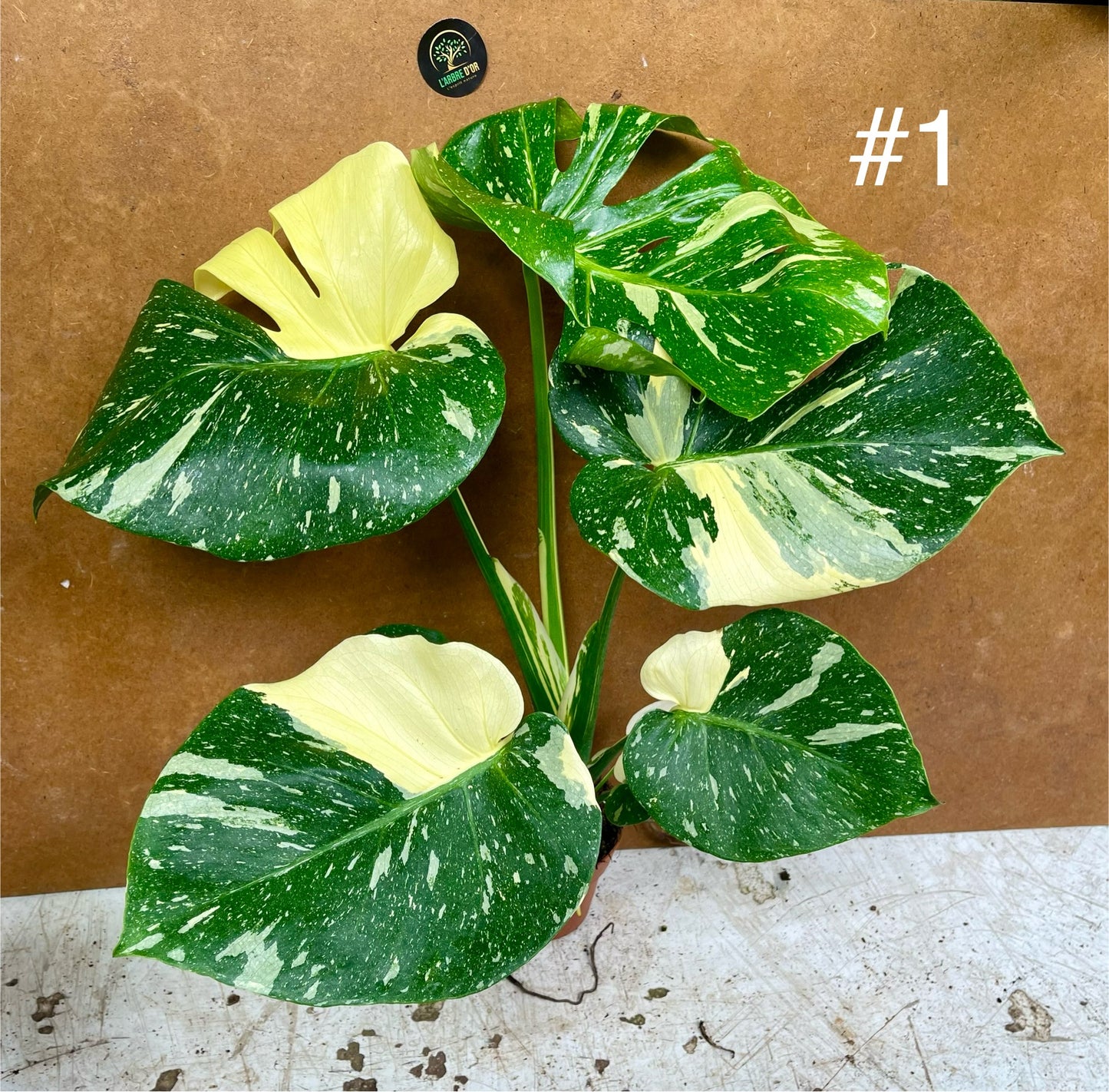 Monstera deliciosa thai constellation creme brûlée