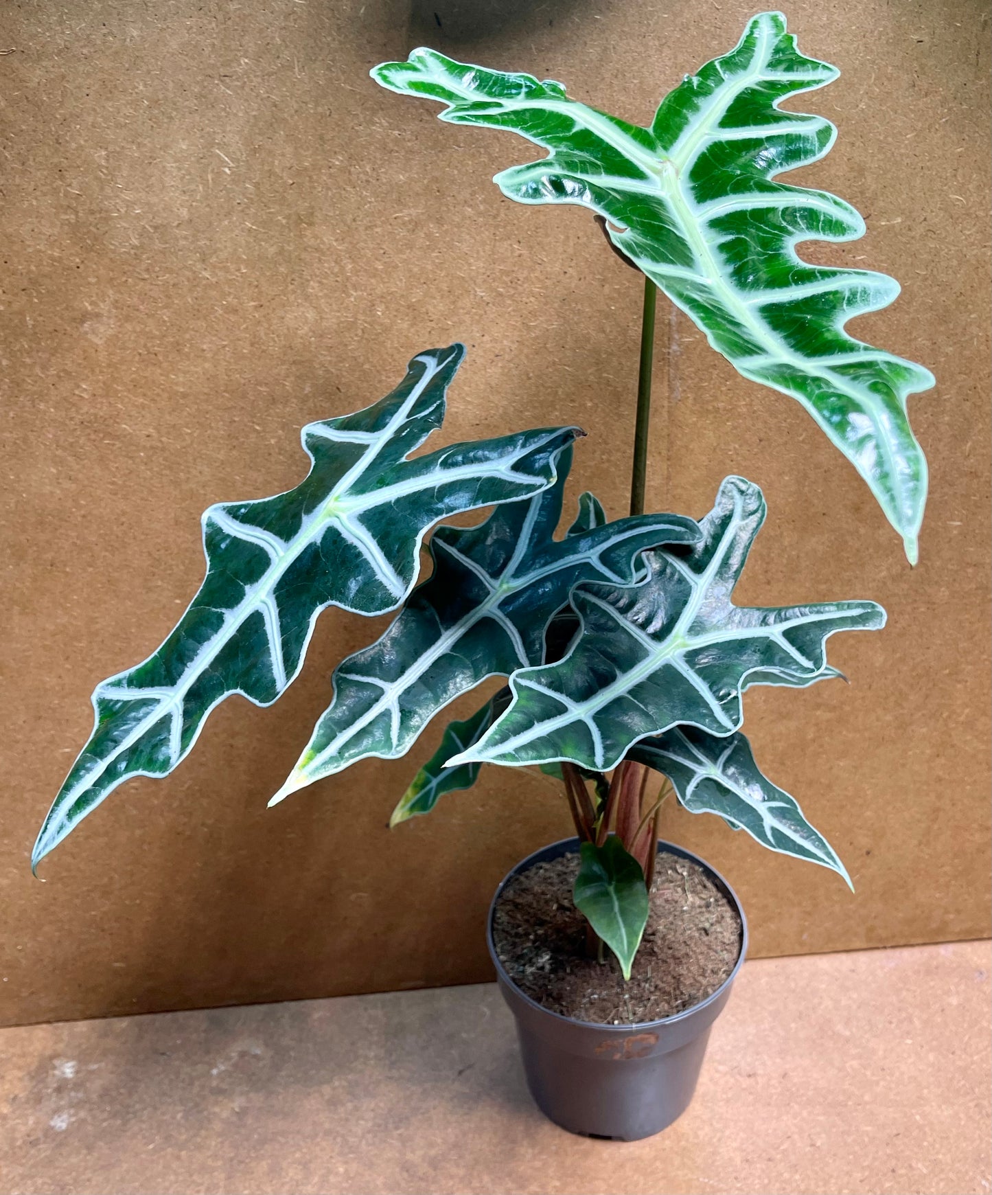 Alocasia sanderiana nobilis