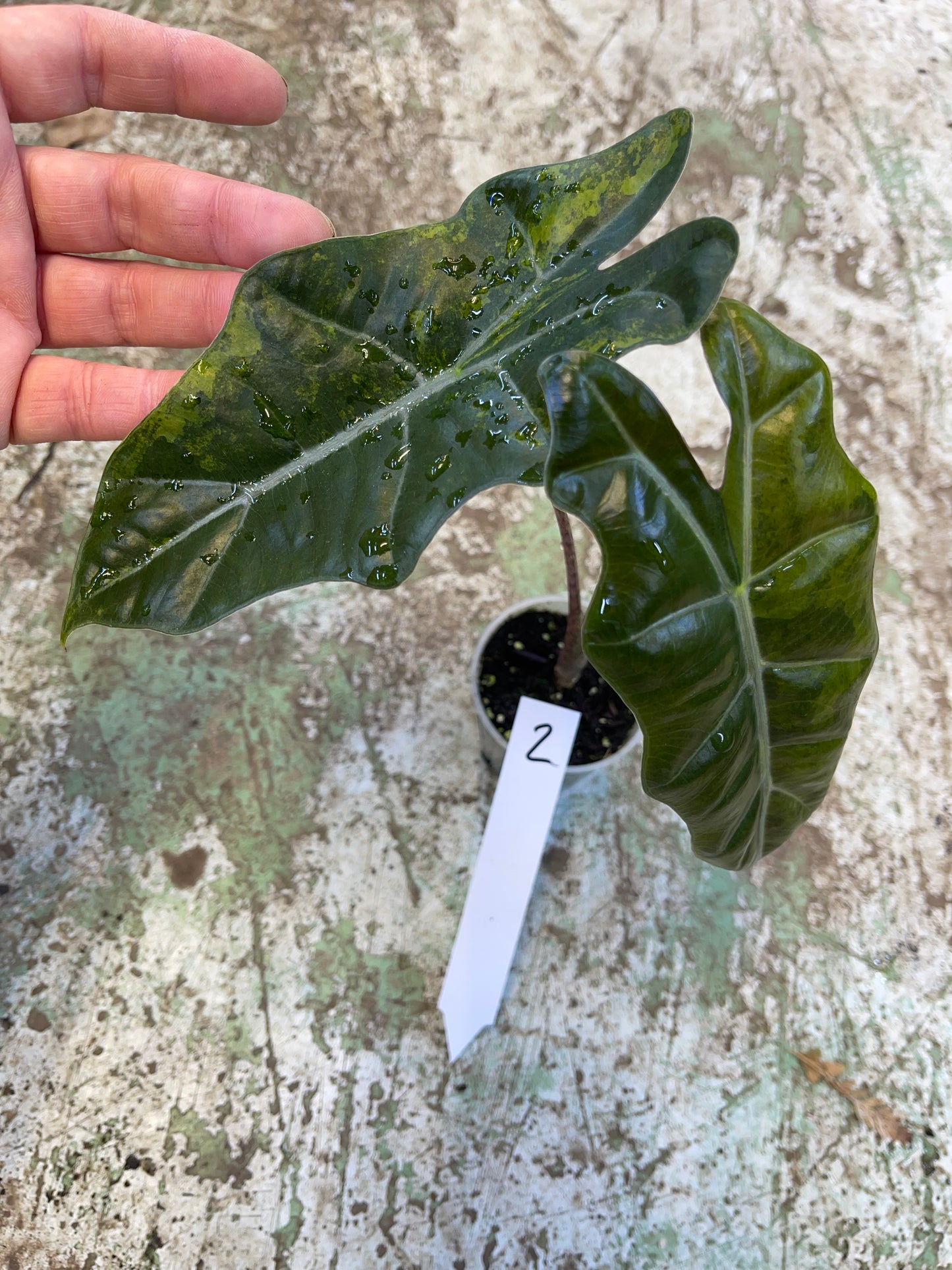 Alocasia pseudo sanderiana aurea variegata NEW