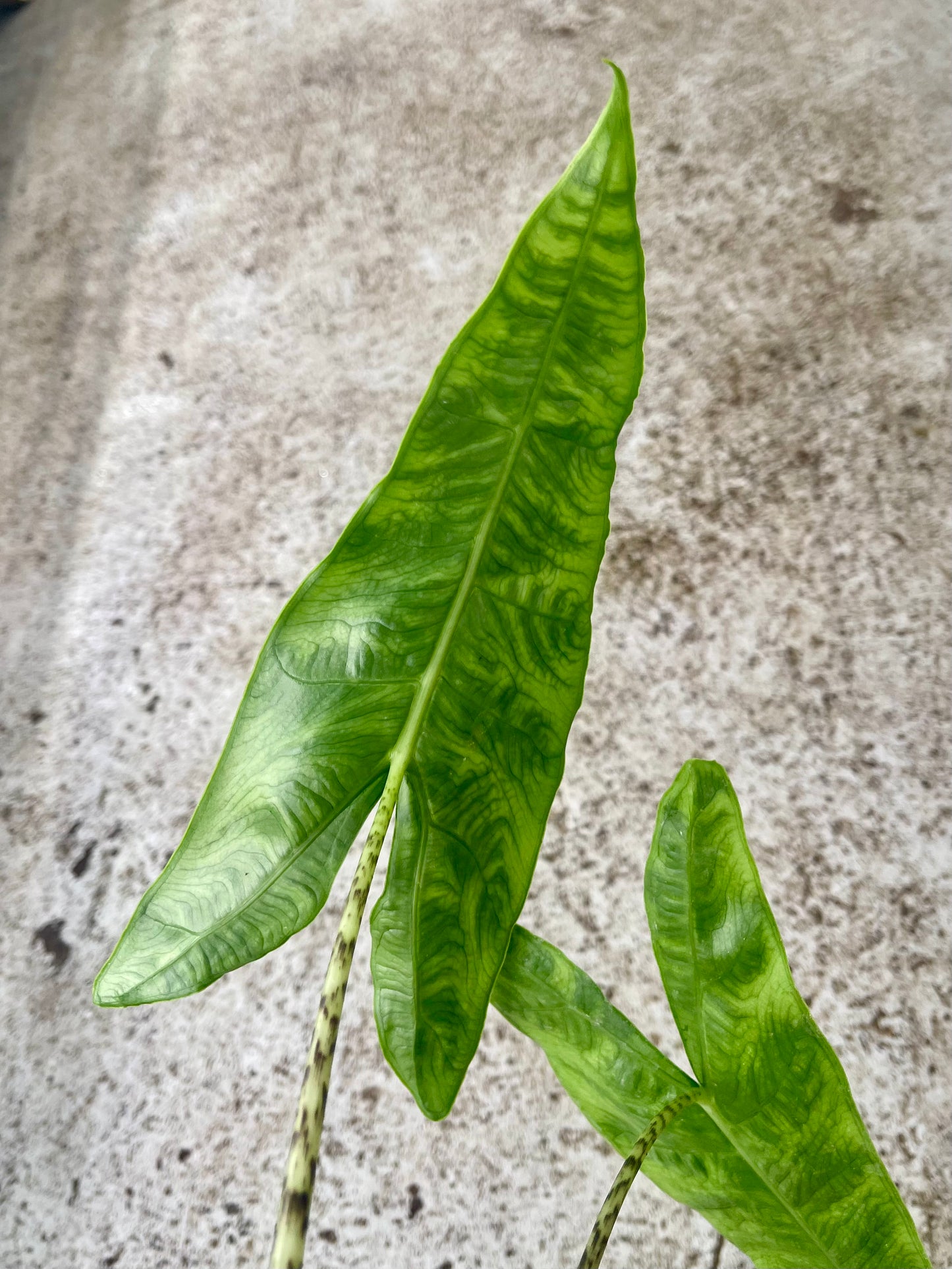 Alocasia zebrina reticulata