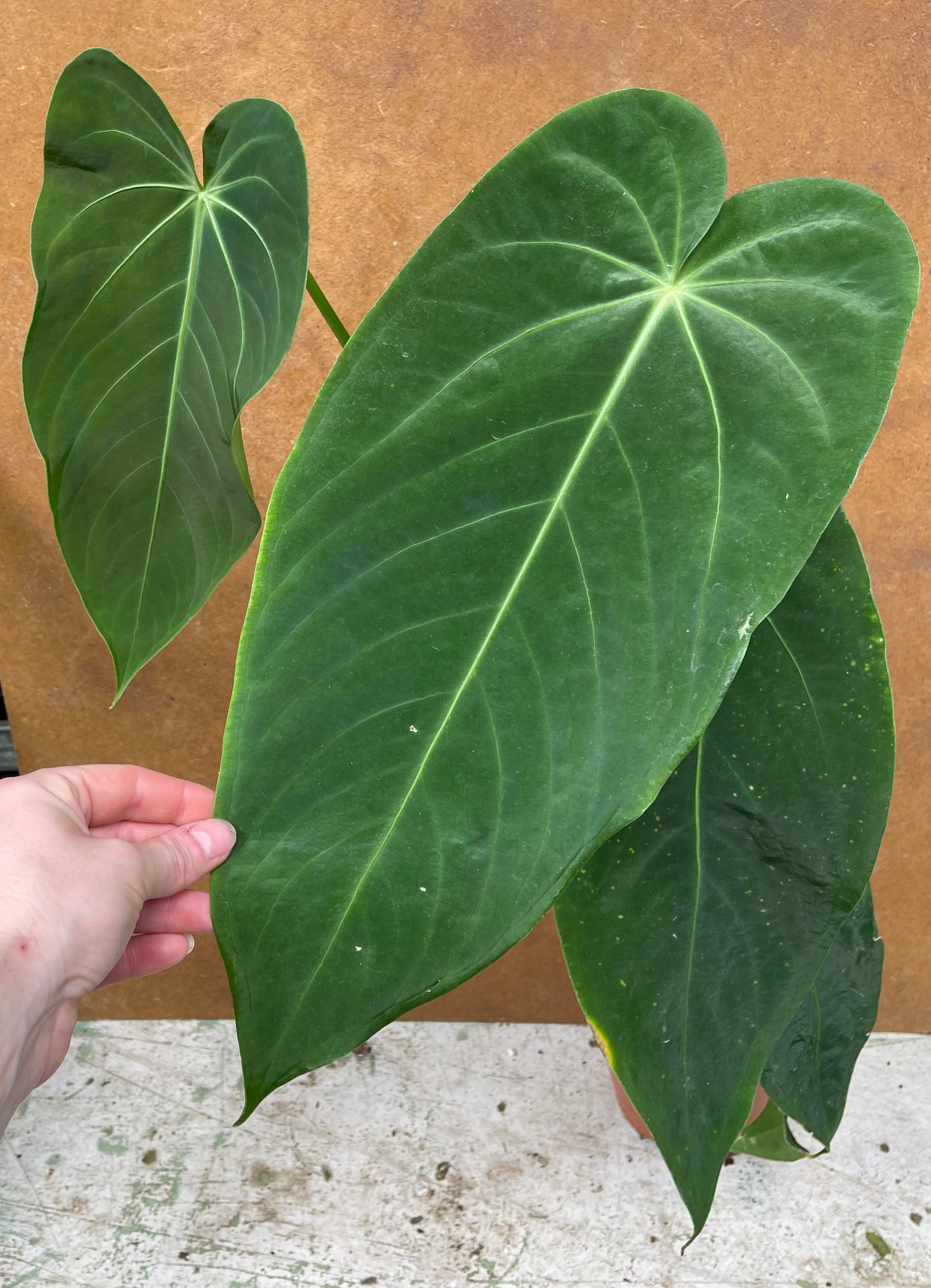 warocqueanum x anthurium waterburyanum Anthurium warocqueanum x waterburyanum