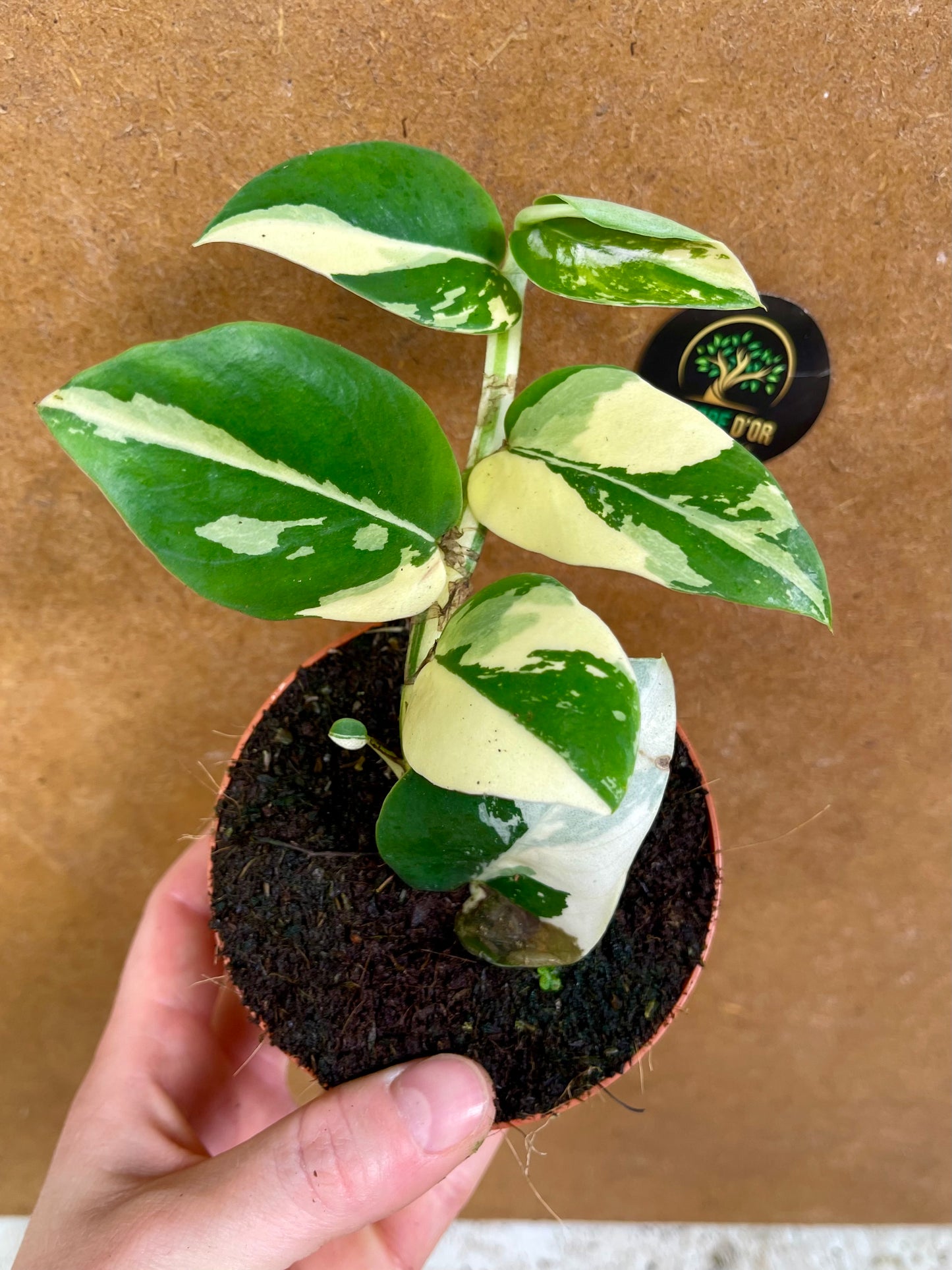 Rhaphidophora hongkongensis albo variegata