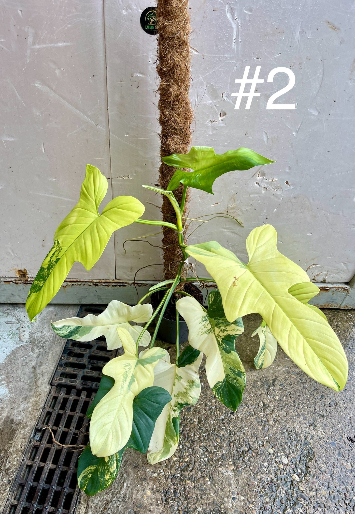 Philodendron bipennifolium variegata sur tuteur