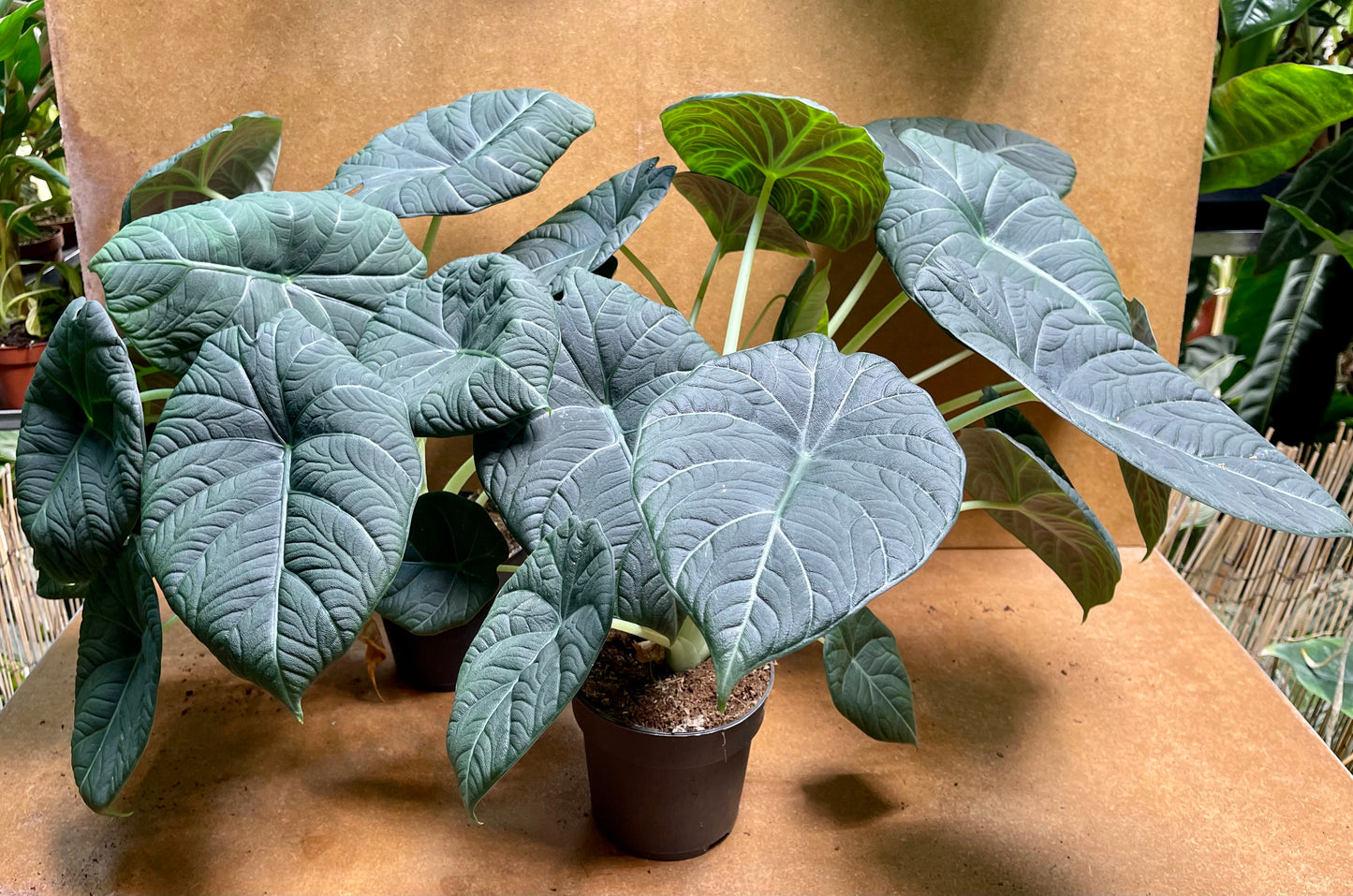 Alocasia dragon moon