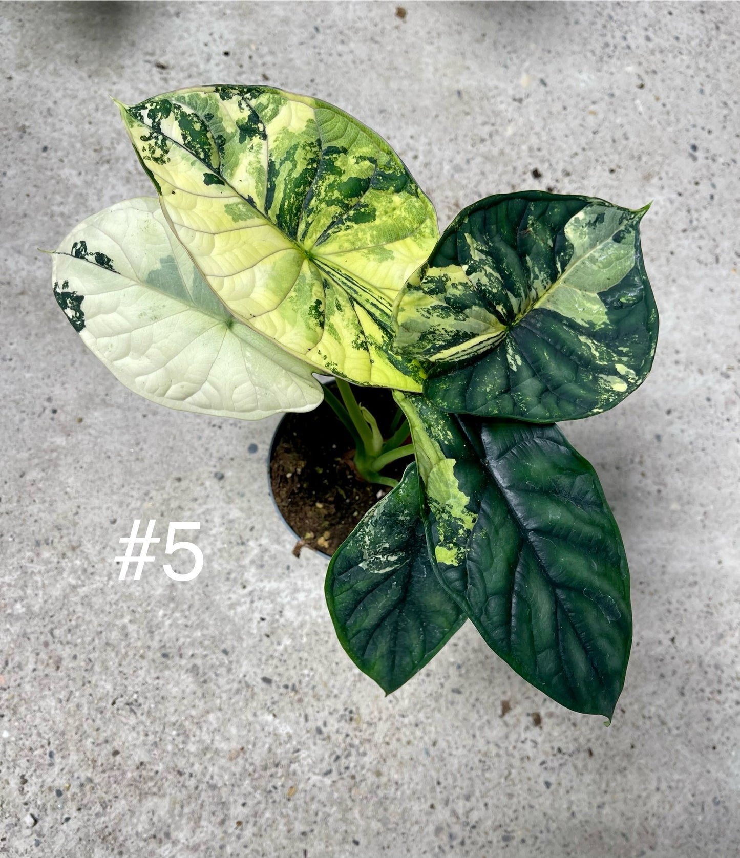 ALOCASIA DRAGON SCALE ALBO VARIEGATA L