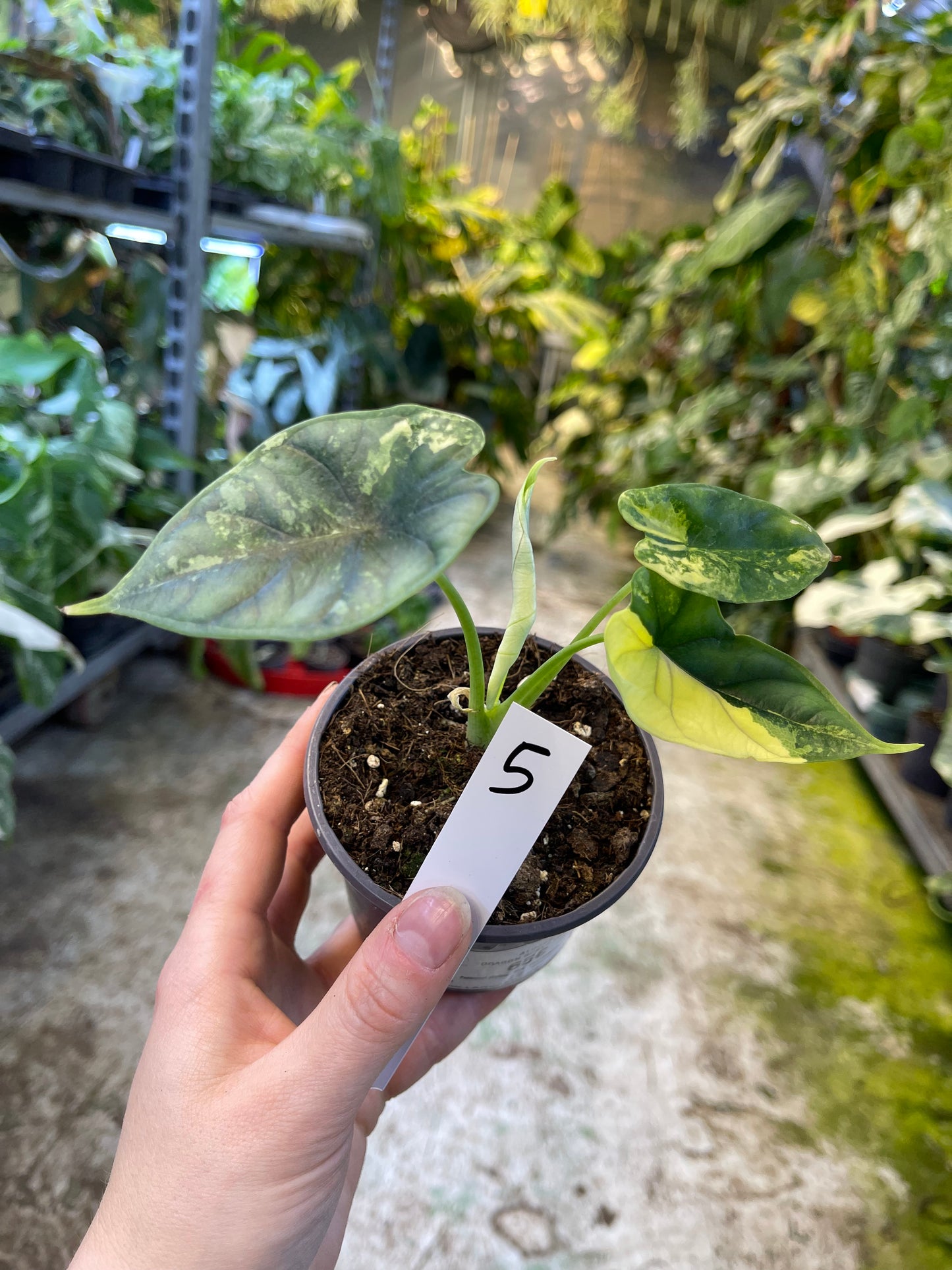 Alocasia dragon scale variegata