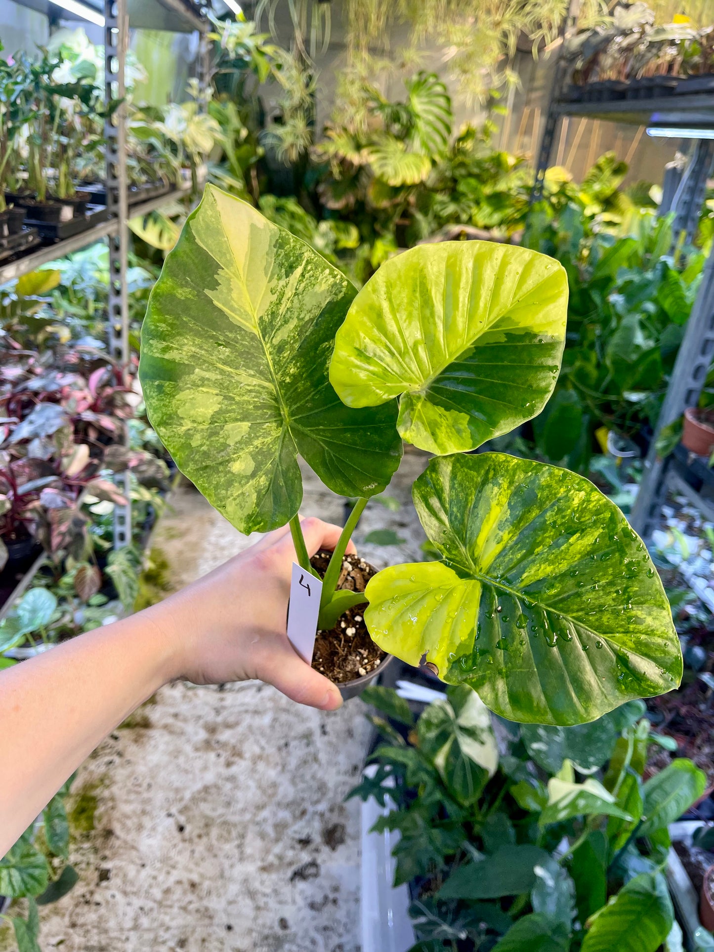 Alocasia gageana aurea variegata
