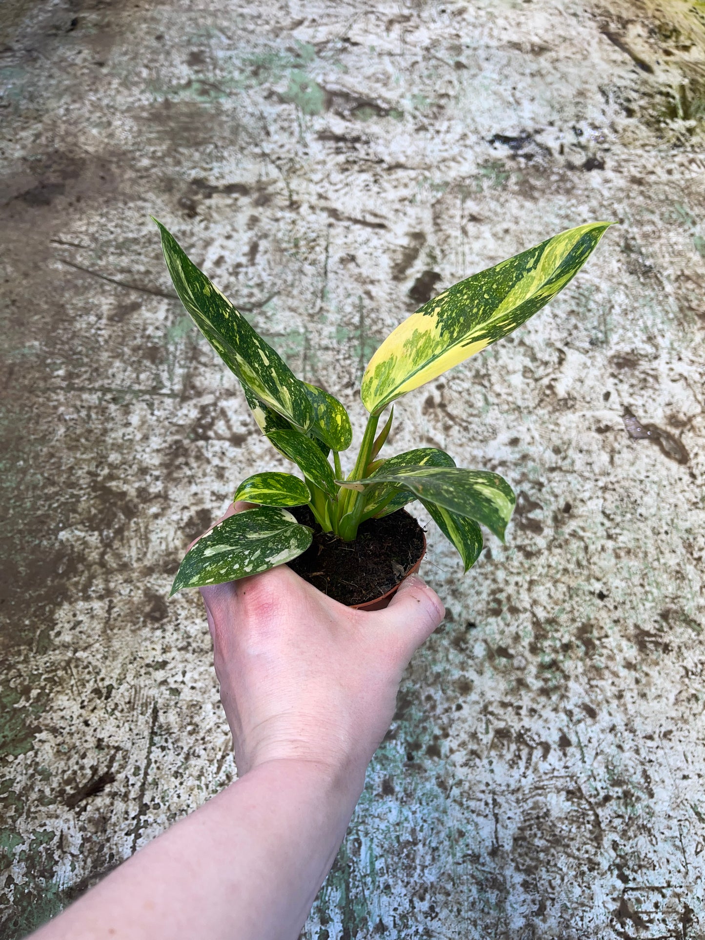 Philodendron green congo marble variegata