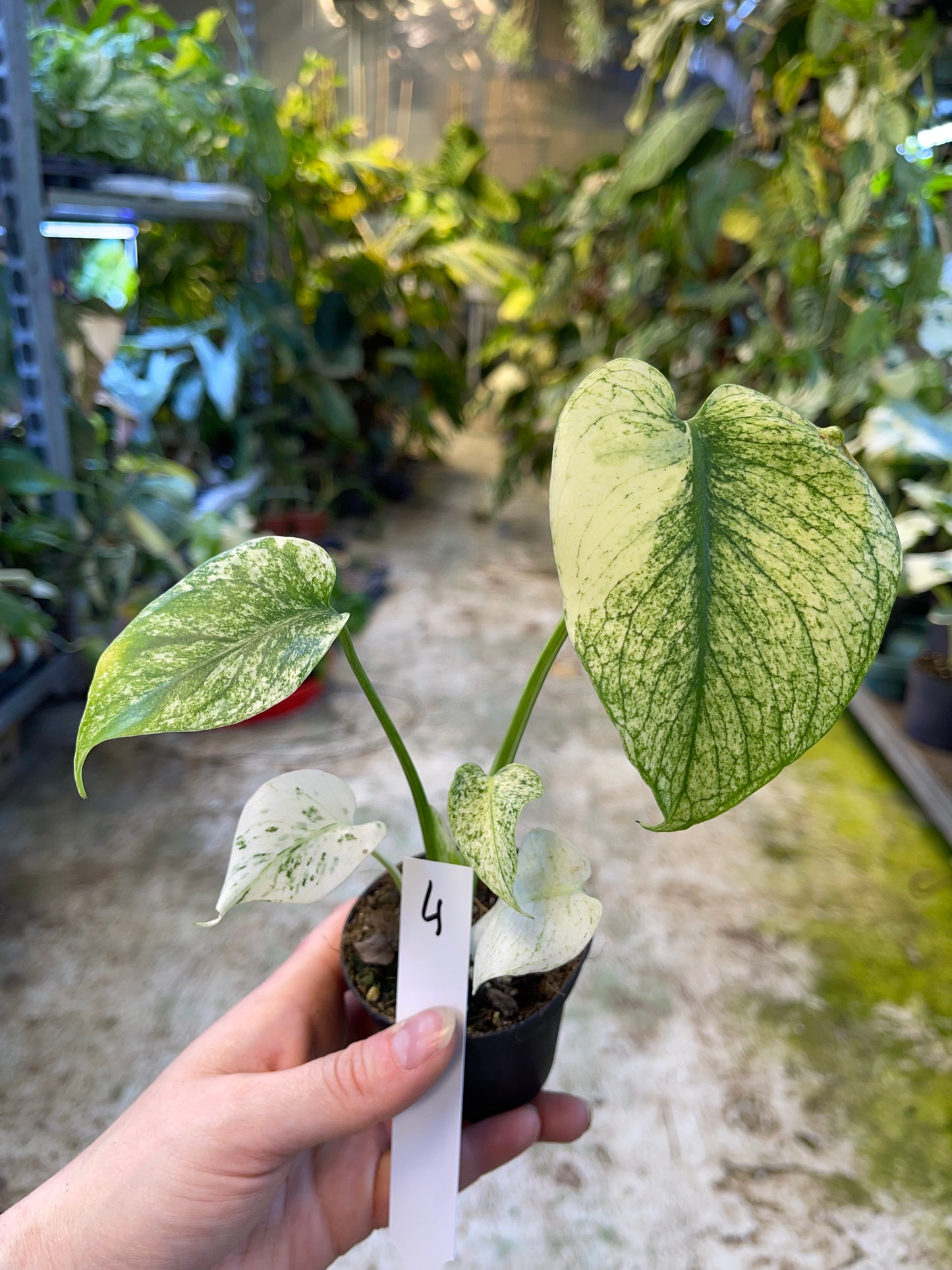 MONSTERA MINT WHITE MONSTER M NEW