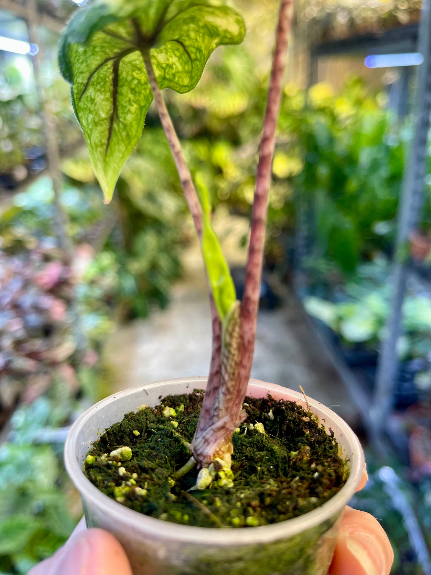 Alocasia jacklyn variegata