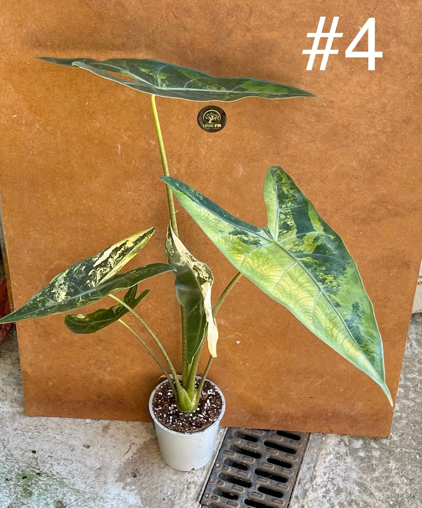 Alocasia longiloba albo variegata