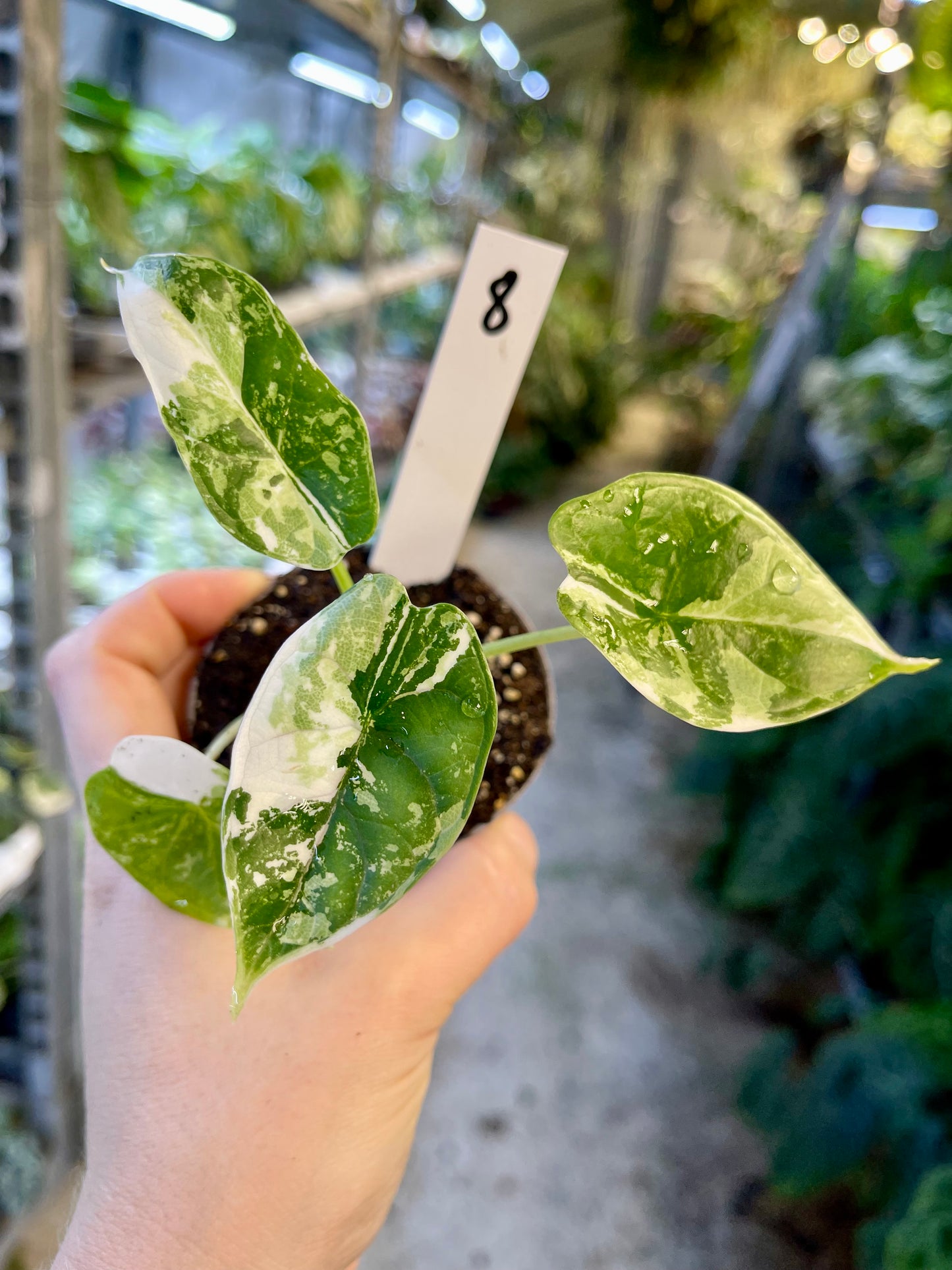ALOCASIA DRAGON SCALE ALBO VARIEGATA S