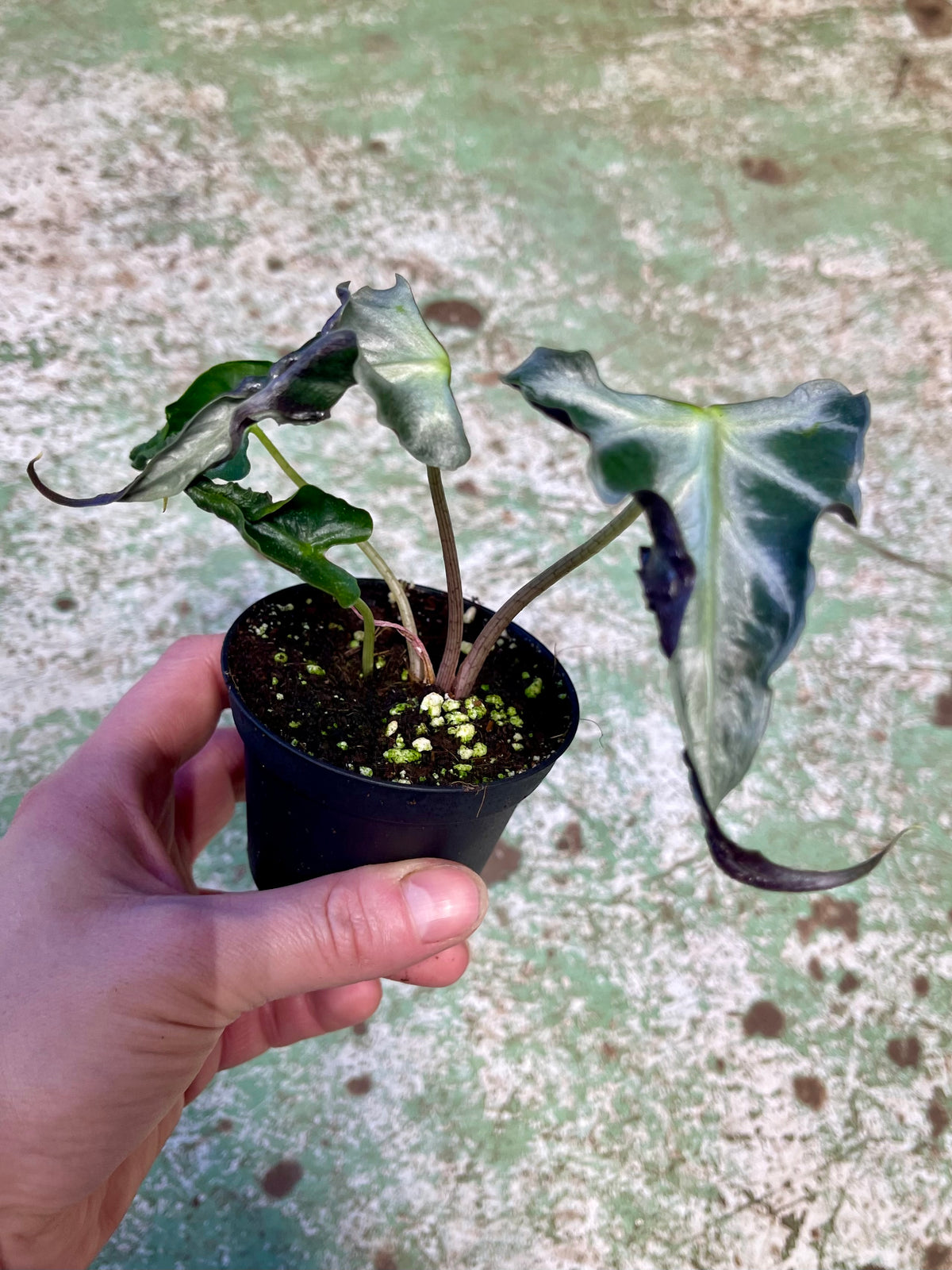 ALOCASIA LOCO