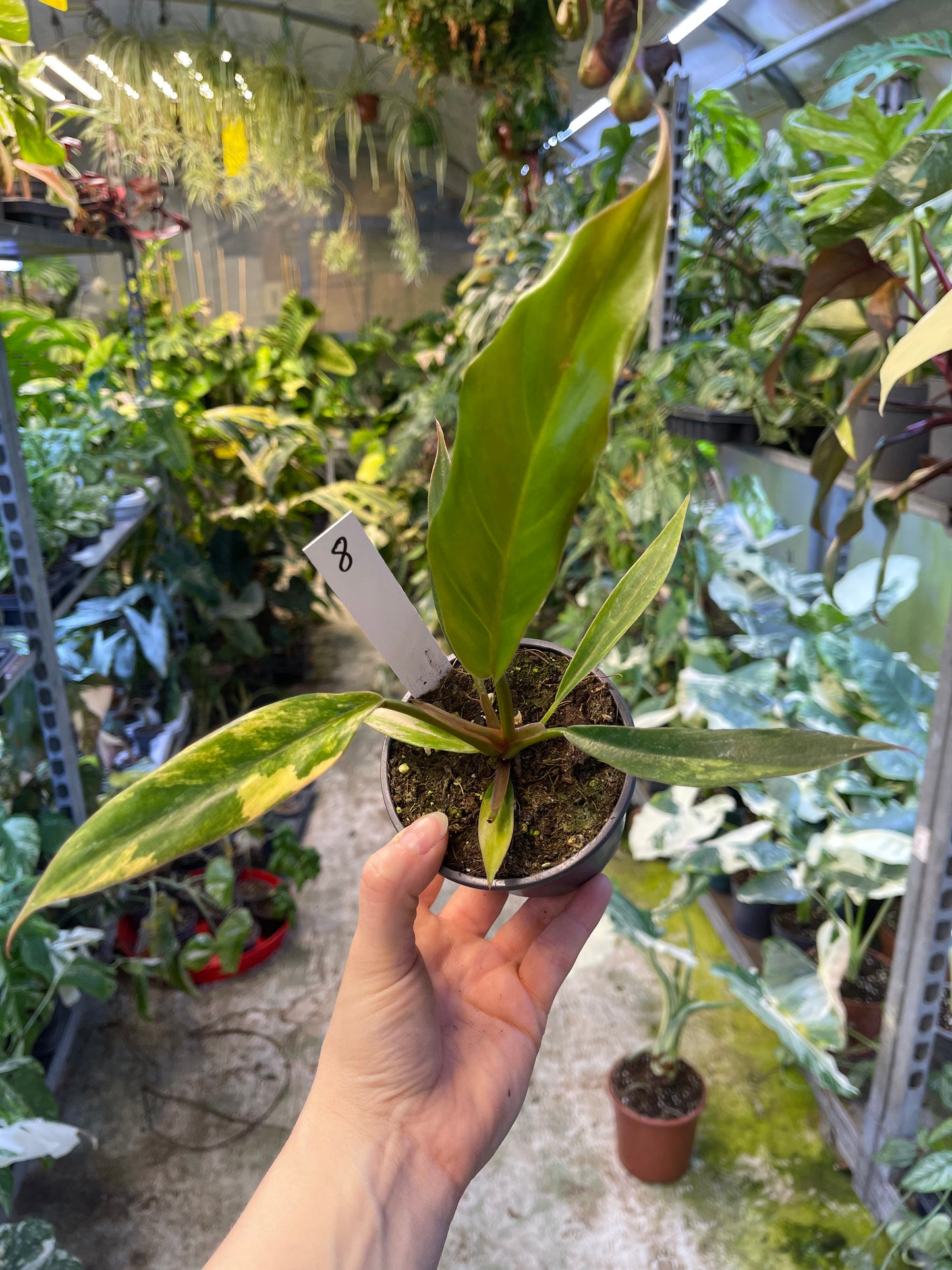 Philodendron caramel marble légère var M