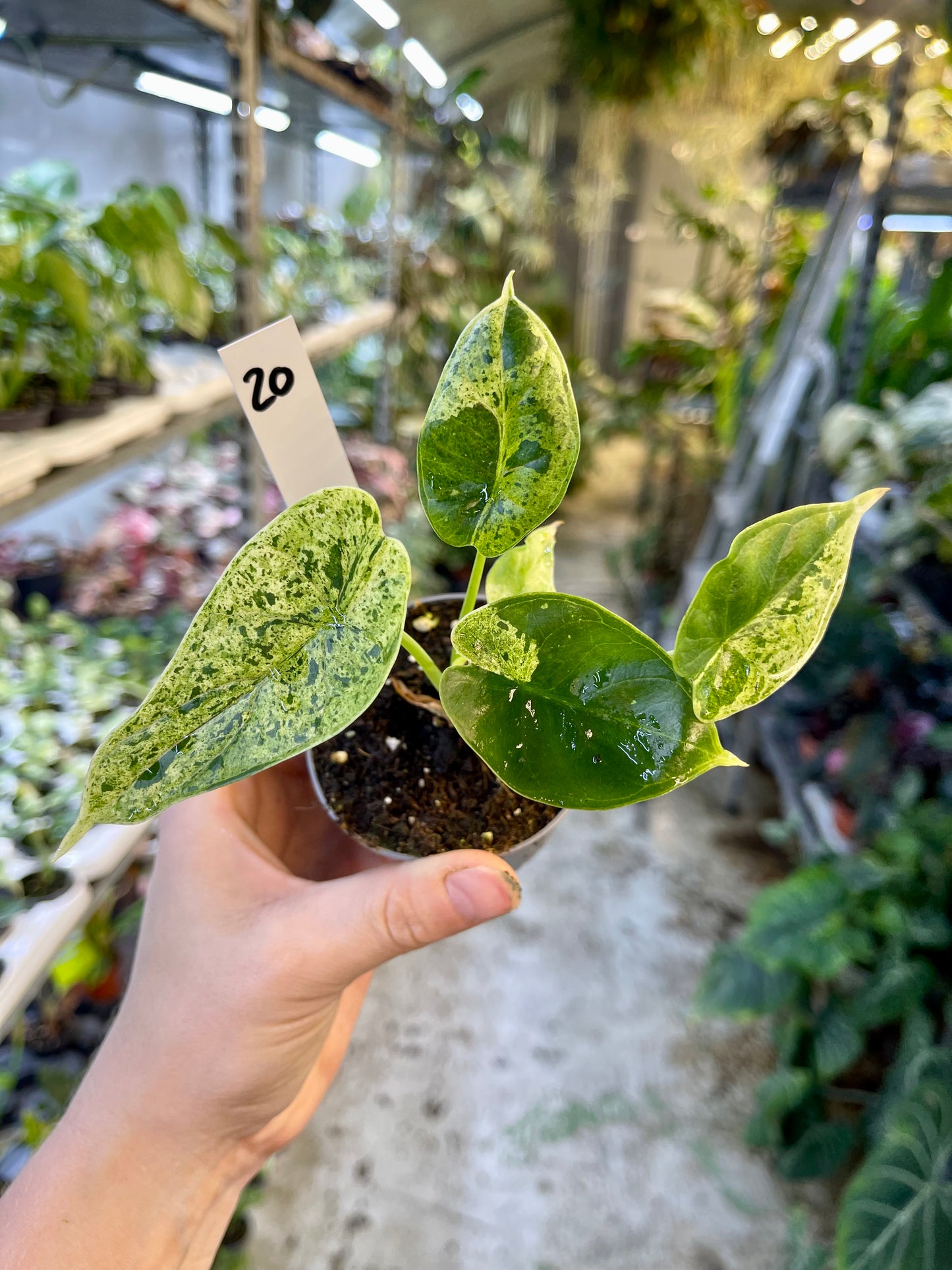 Alocasia dragon scale mint variegata NEW