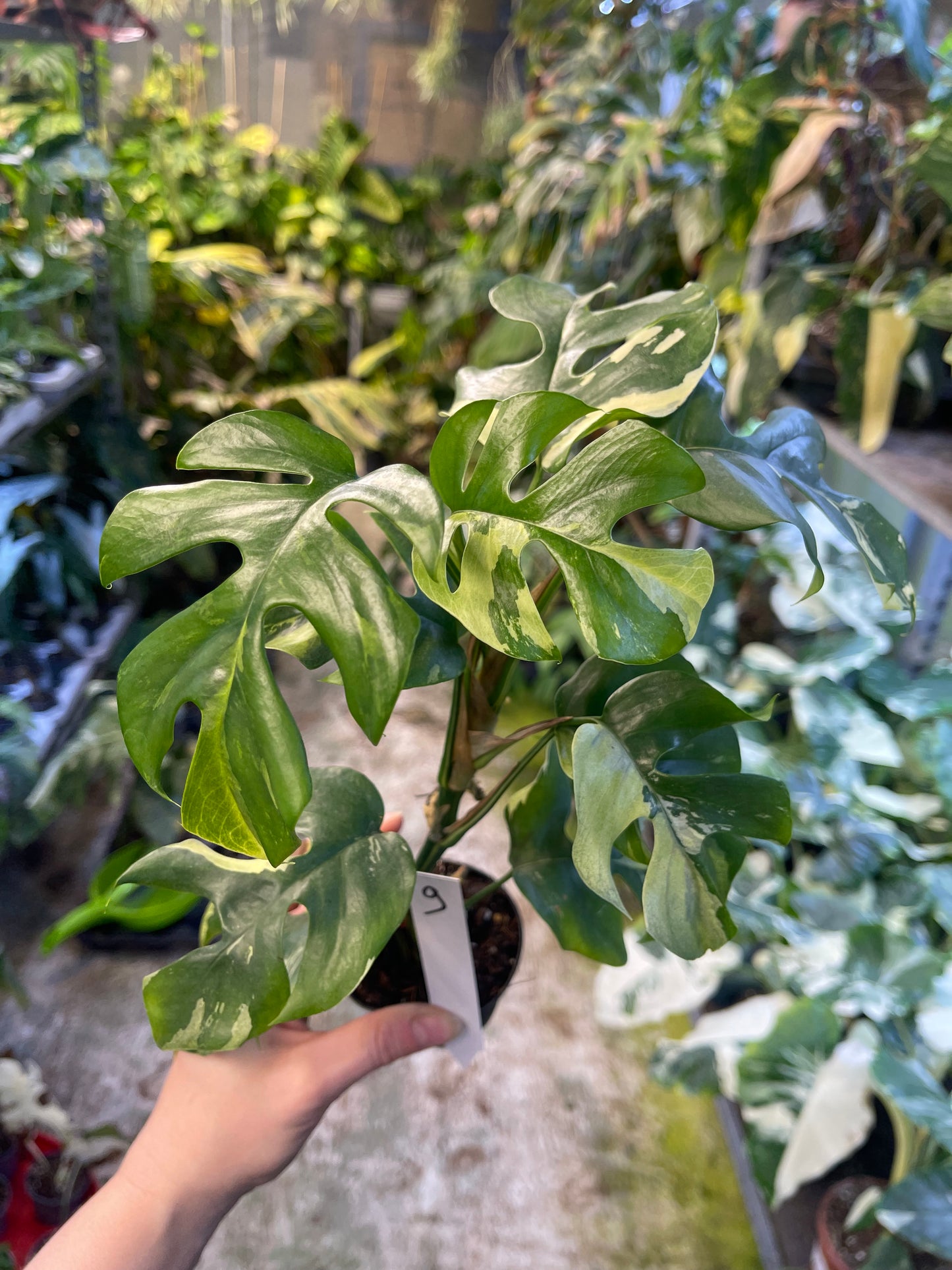 Monstera minima ALBO variegata / Rhaphidophora tetrasperma ALBO variegata