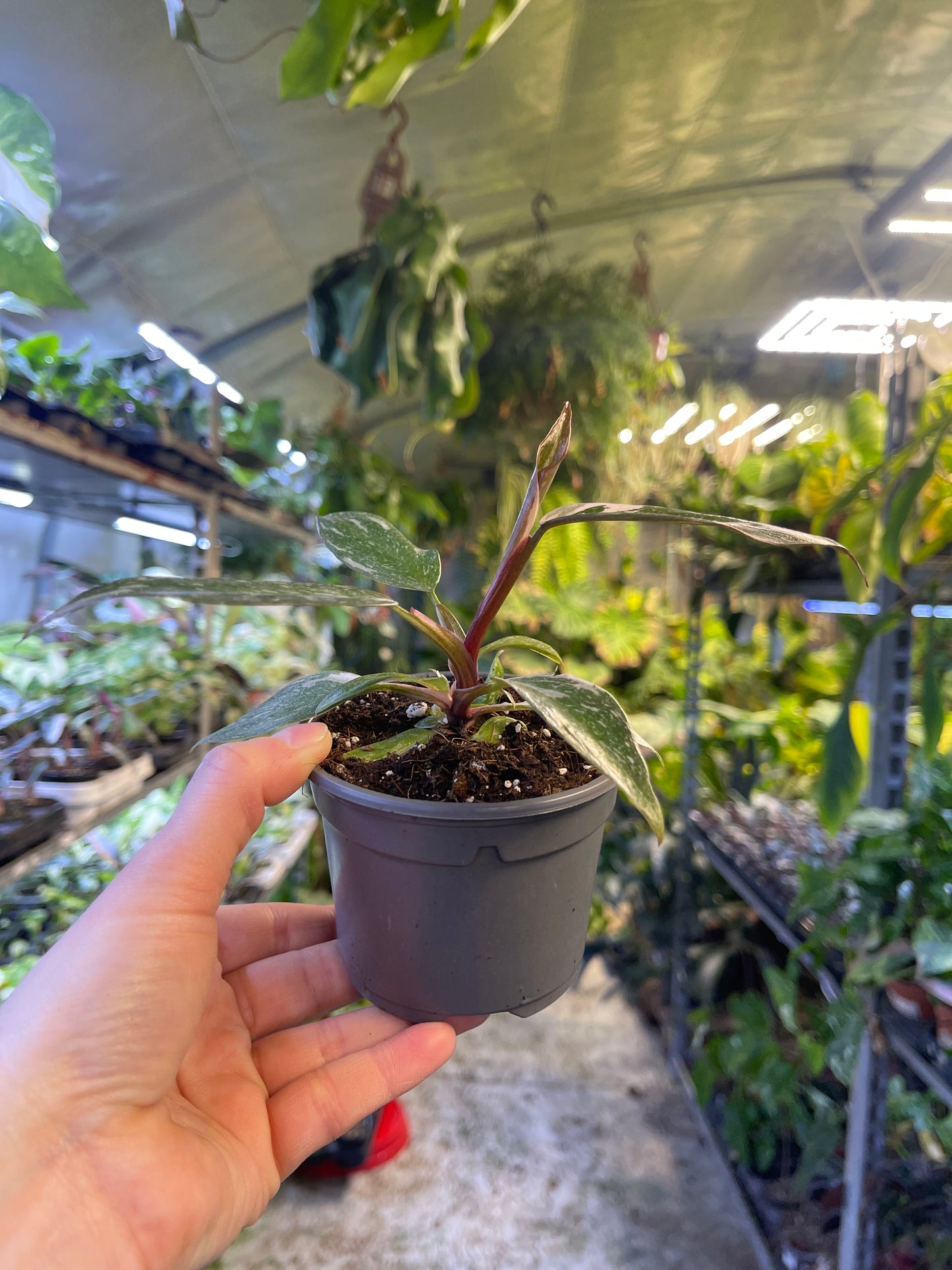 Philodendron red anderson S