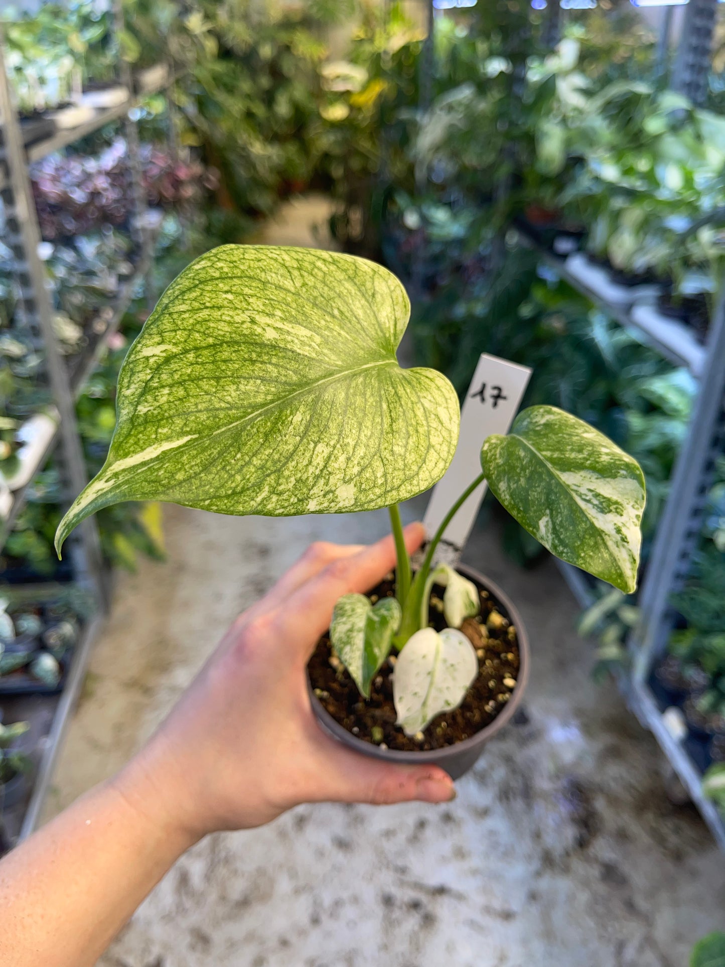 MONSTERA WHITE MONSTER M NEW