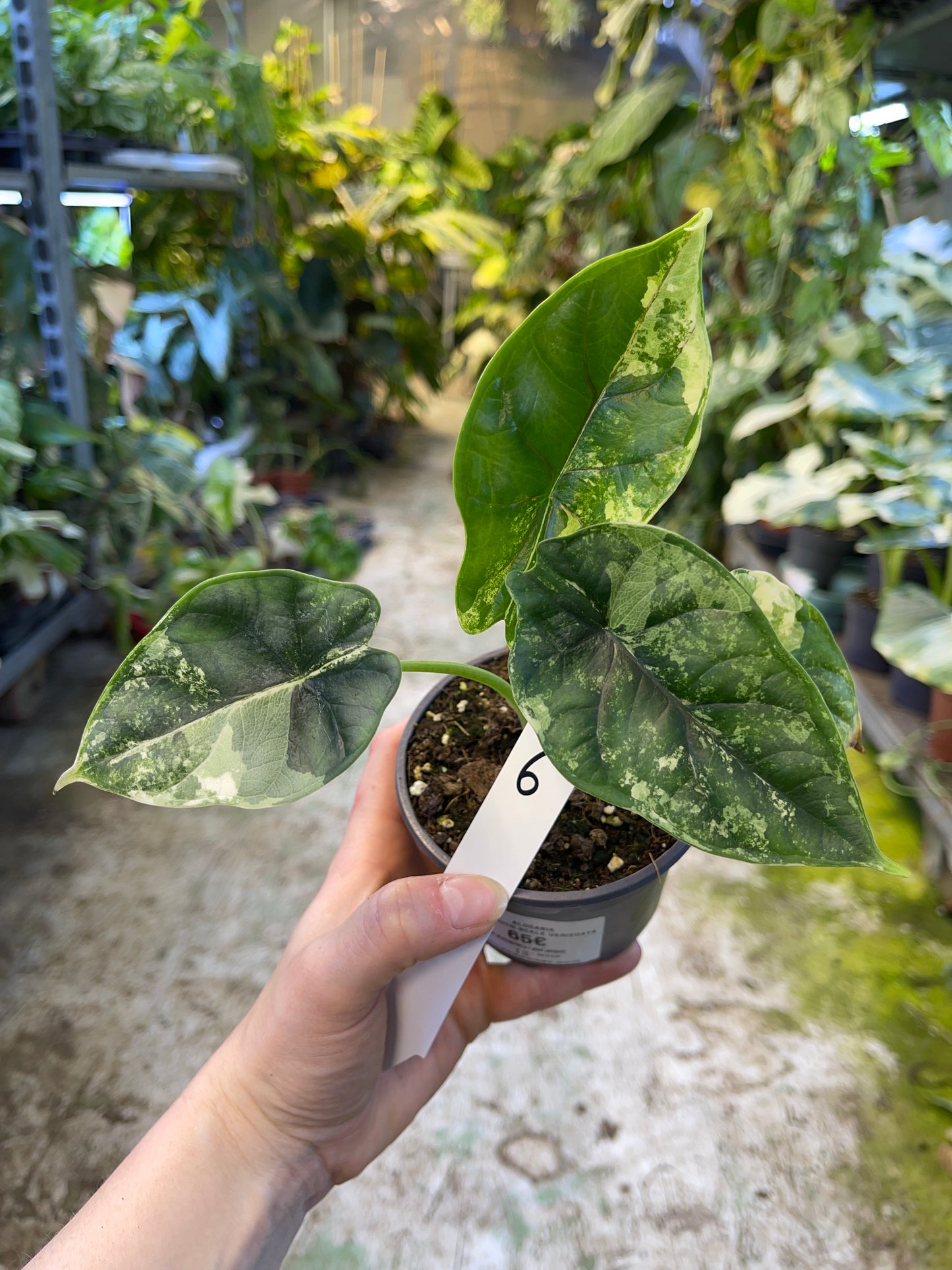 Alocasia dragon scale variegata