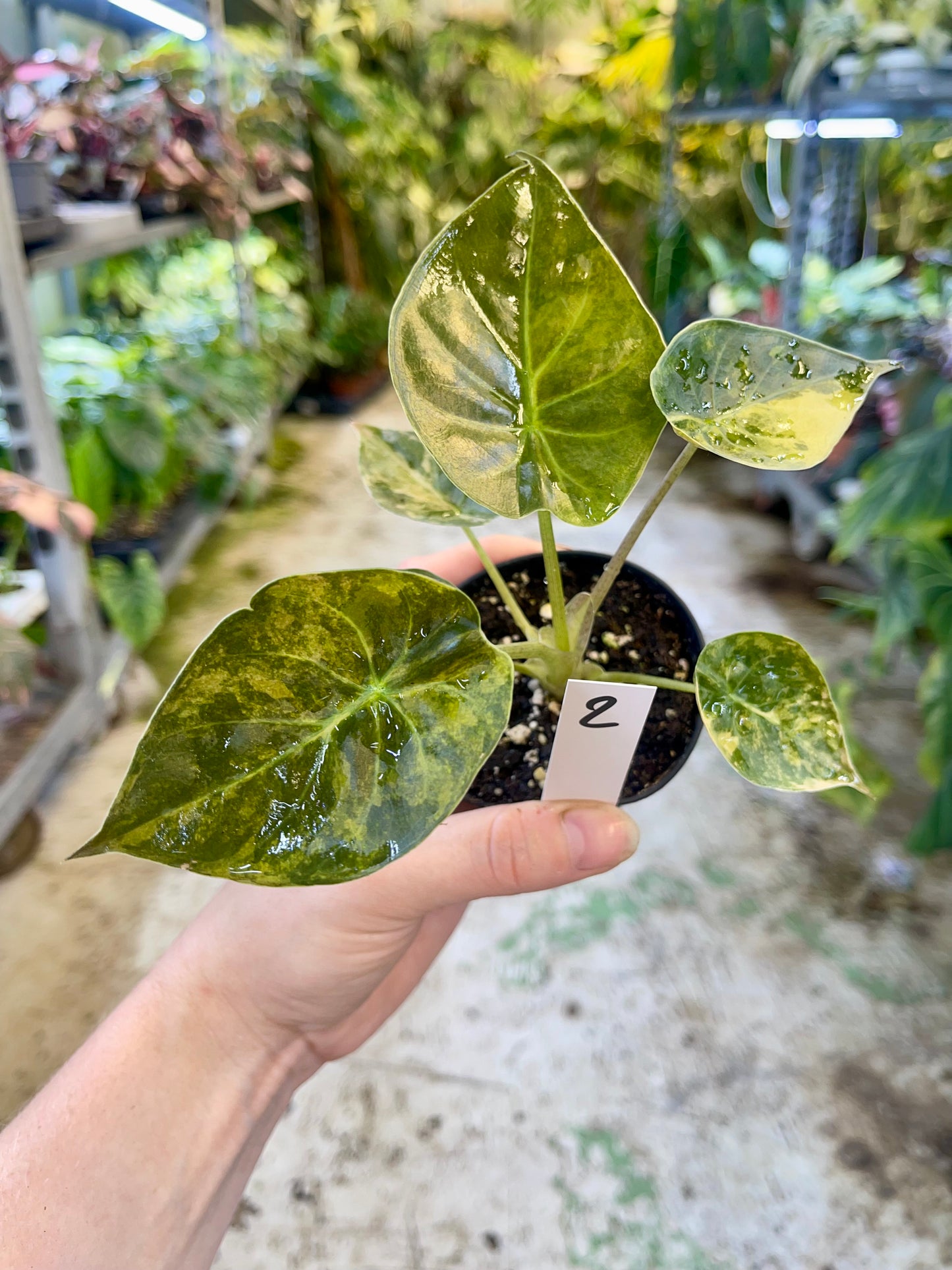 Alocasia wentii aurea variegata S