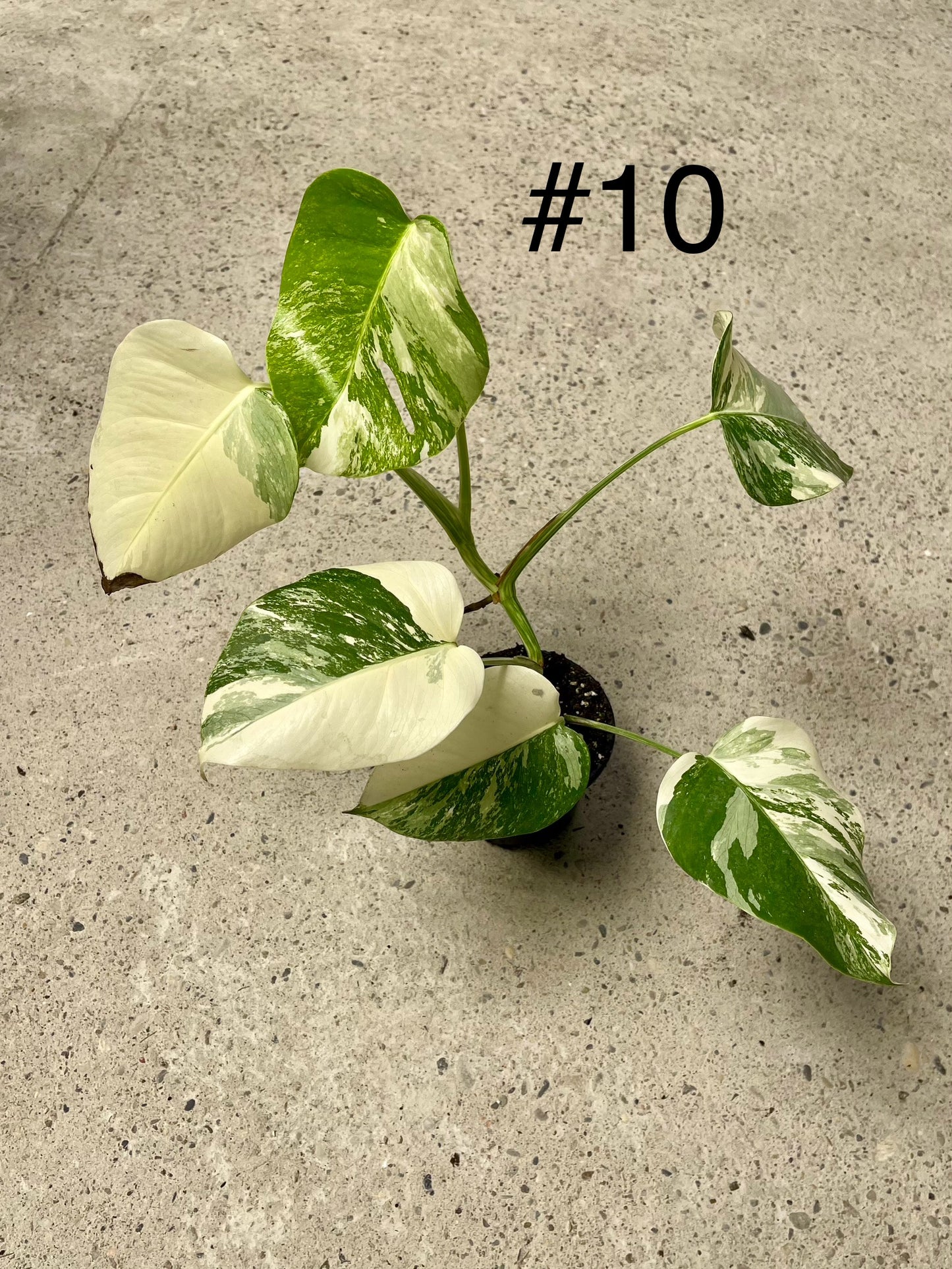 Monstera albo variegata NEW