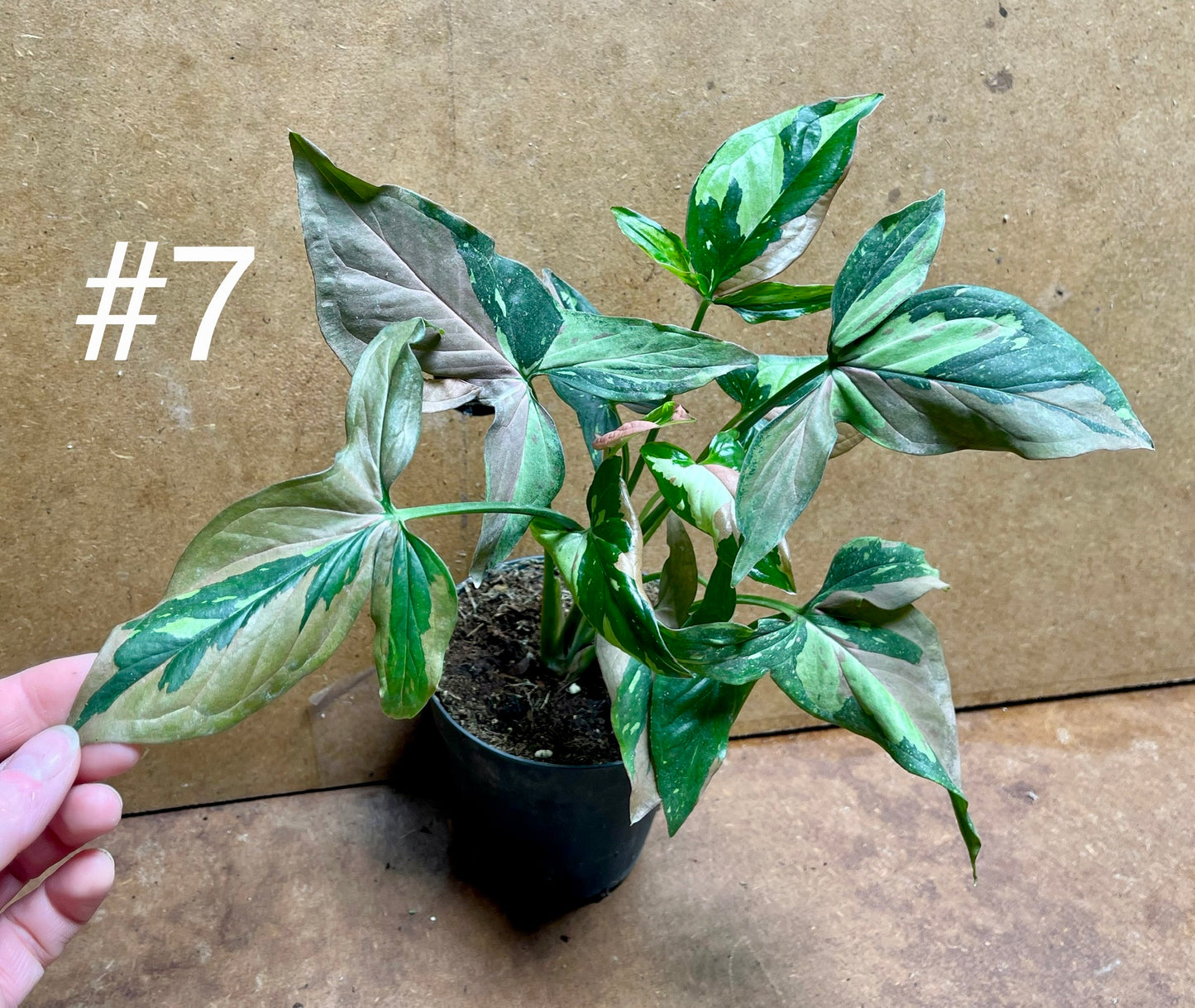 Syngonium red spot tricolor