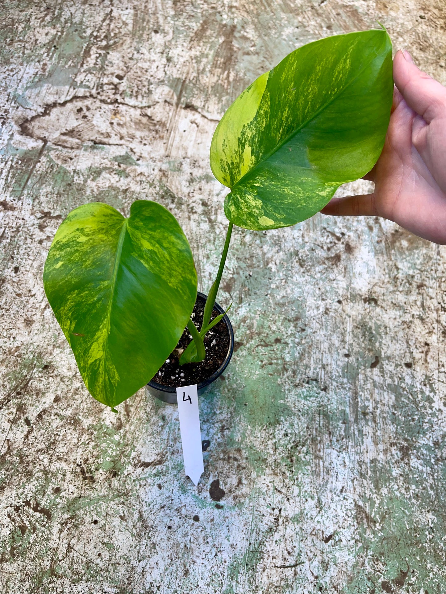 Monstera Aurea small form