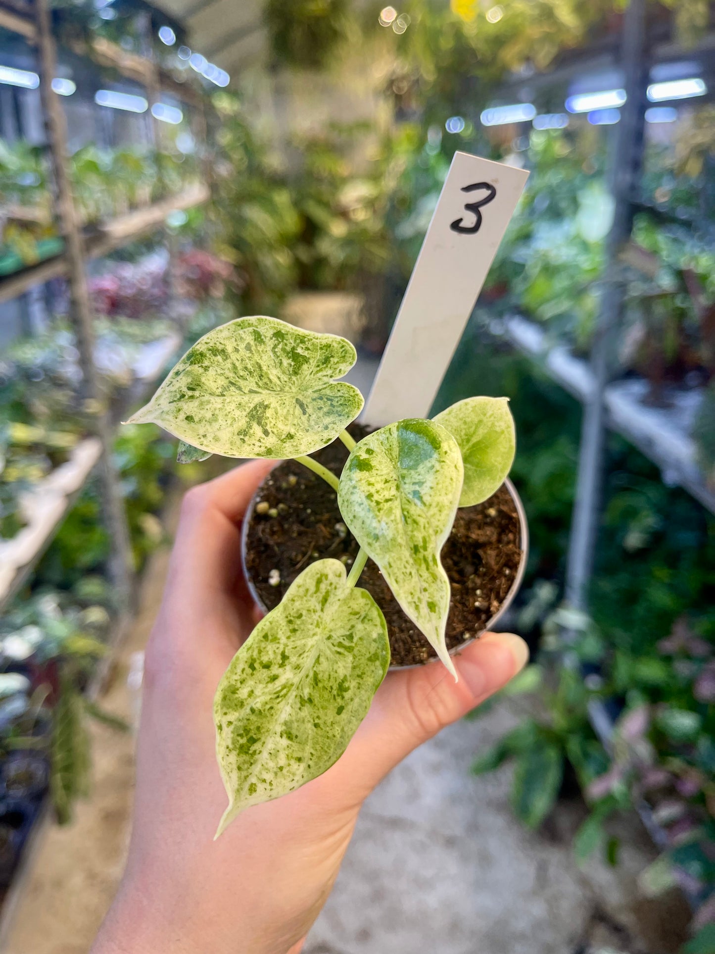 Alocasia dragon scale mint variegata NEW