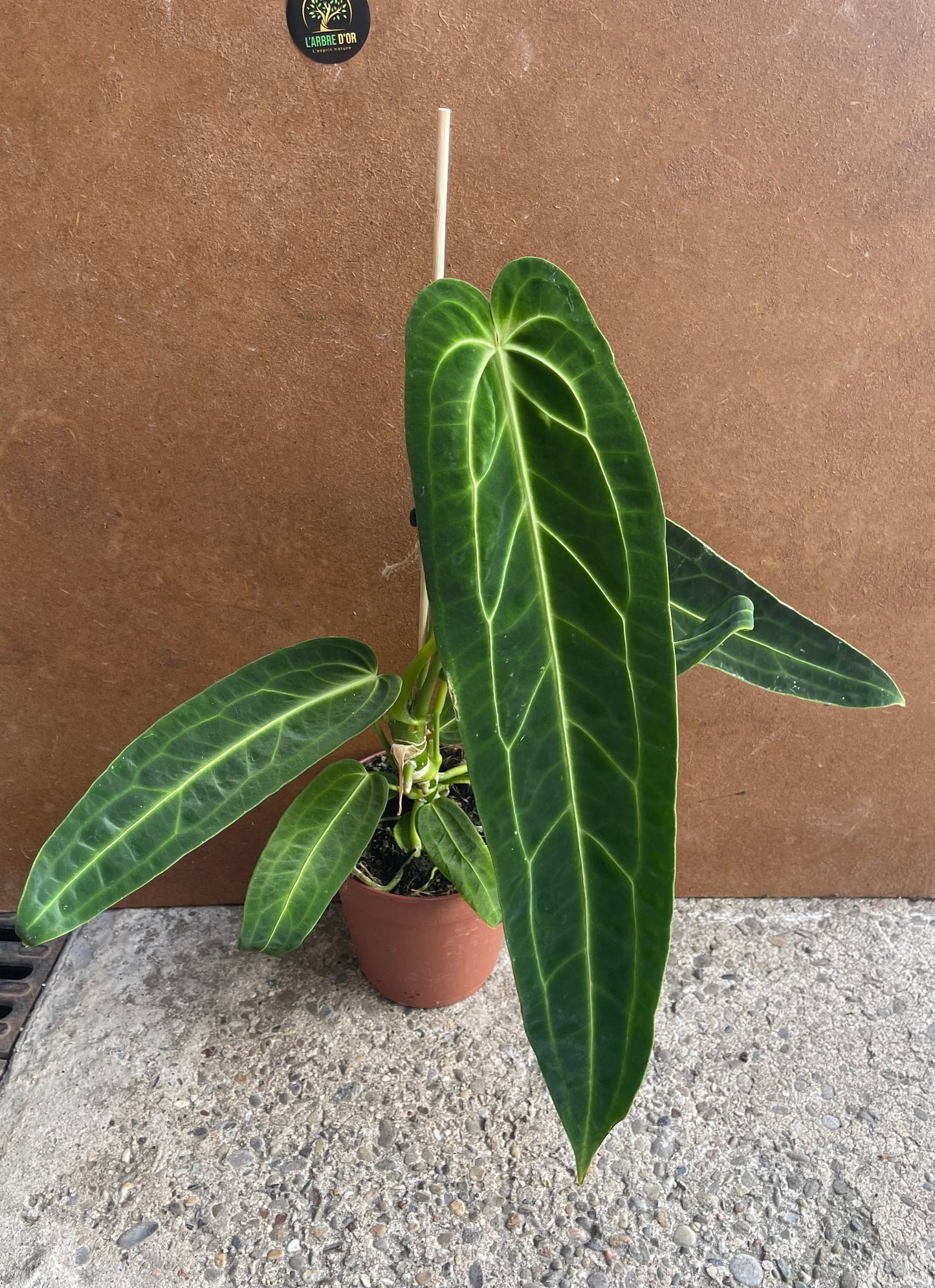 Anthurium warocqueanum M