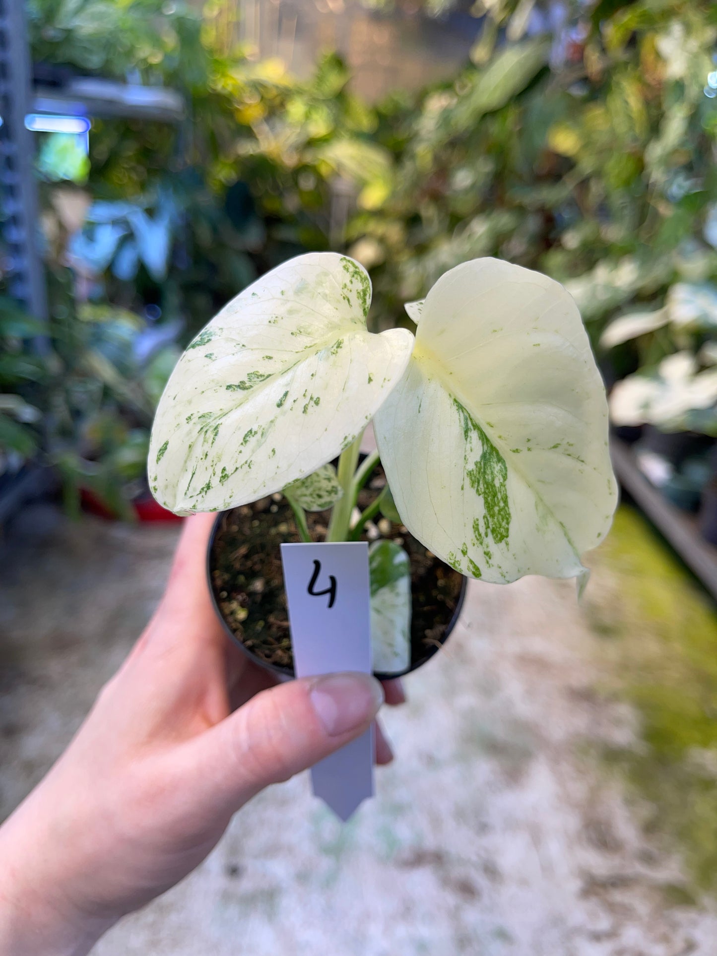 MONSTERA MINT WHITE MONSTER S NEW