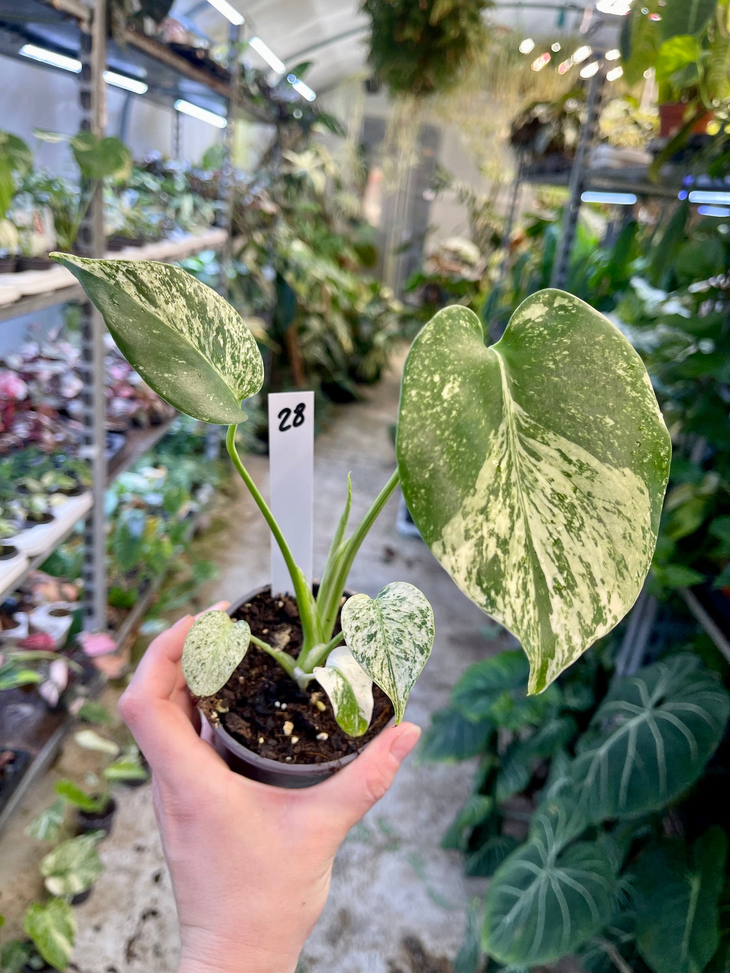 MONSTERA WHITE MONSTER M NEW