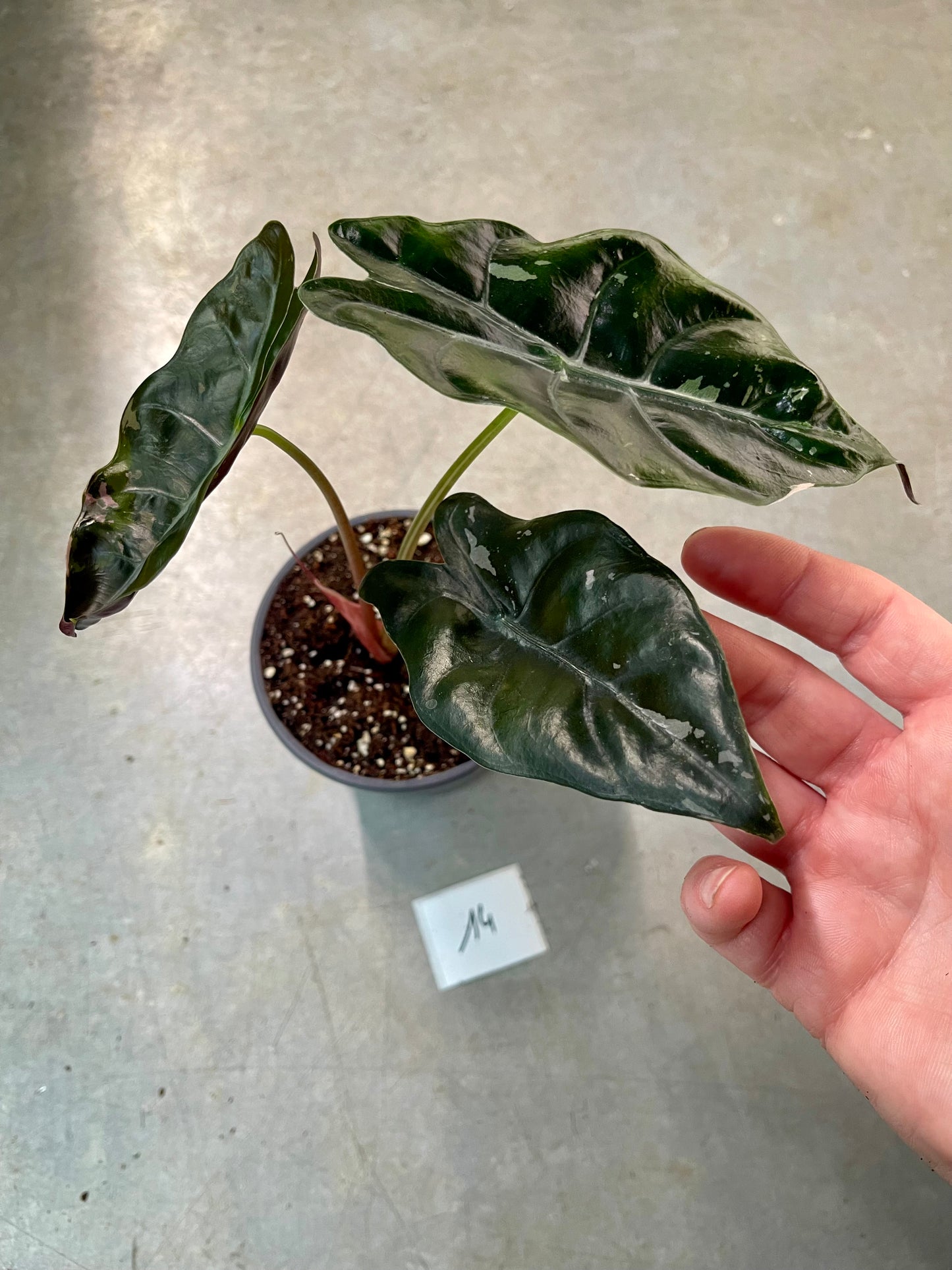 ALOCASIA CHANTRIERI PINK VARIEGATA NEW