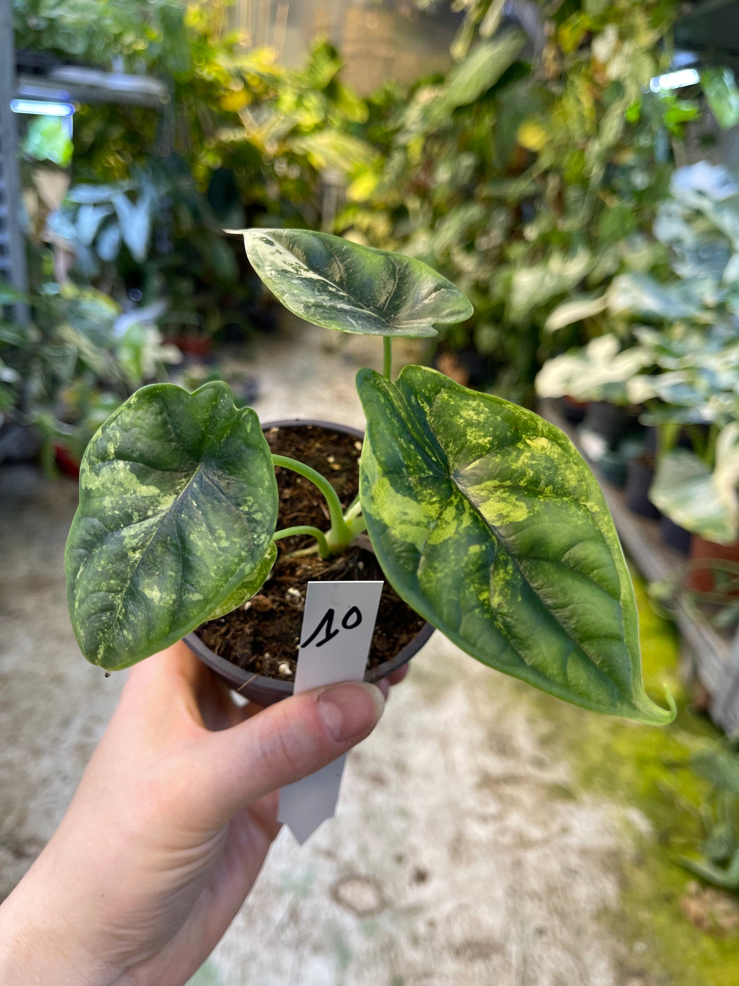 Alocasia dragon scale variegata