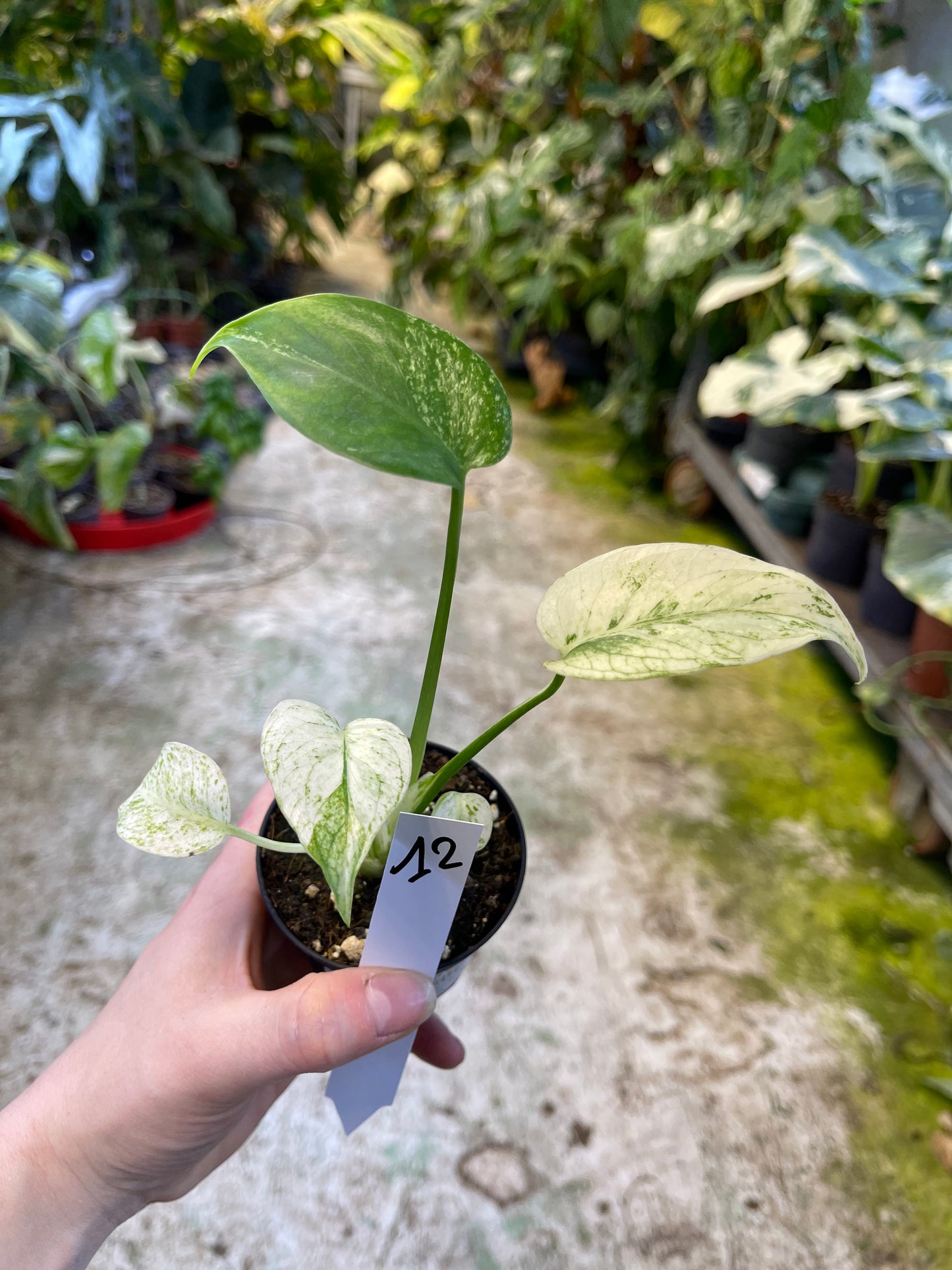 MONSTERA MINT WHITE MONSTER S NEW