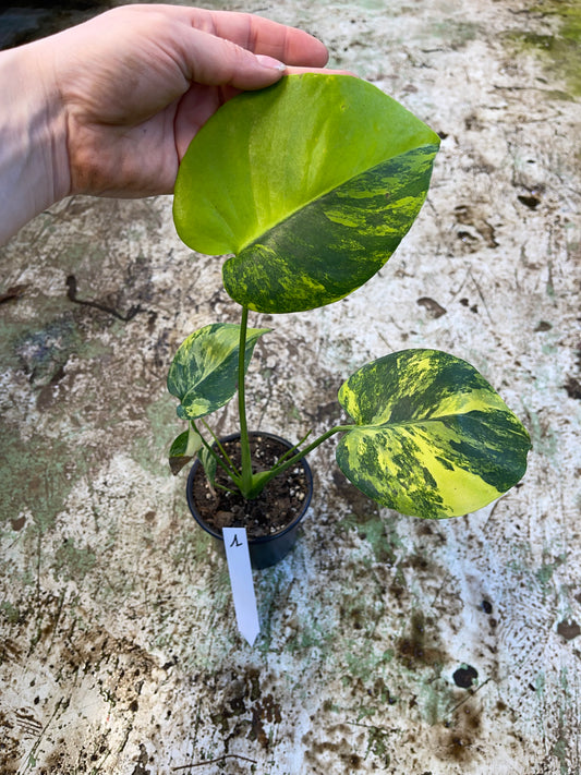 Monstera deliciosa Yellow Marilyn Variegata M