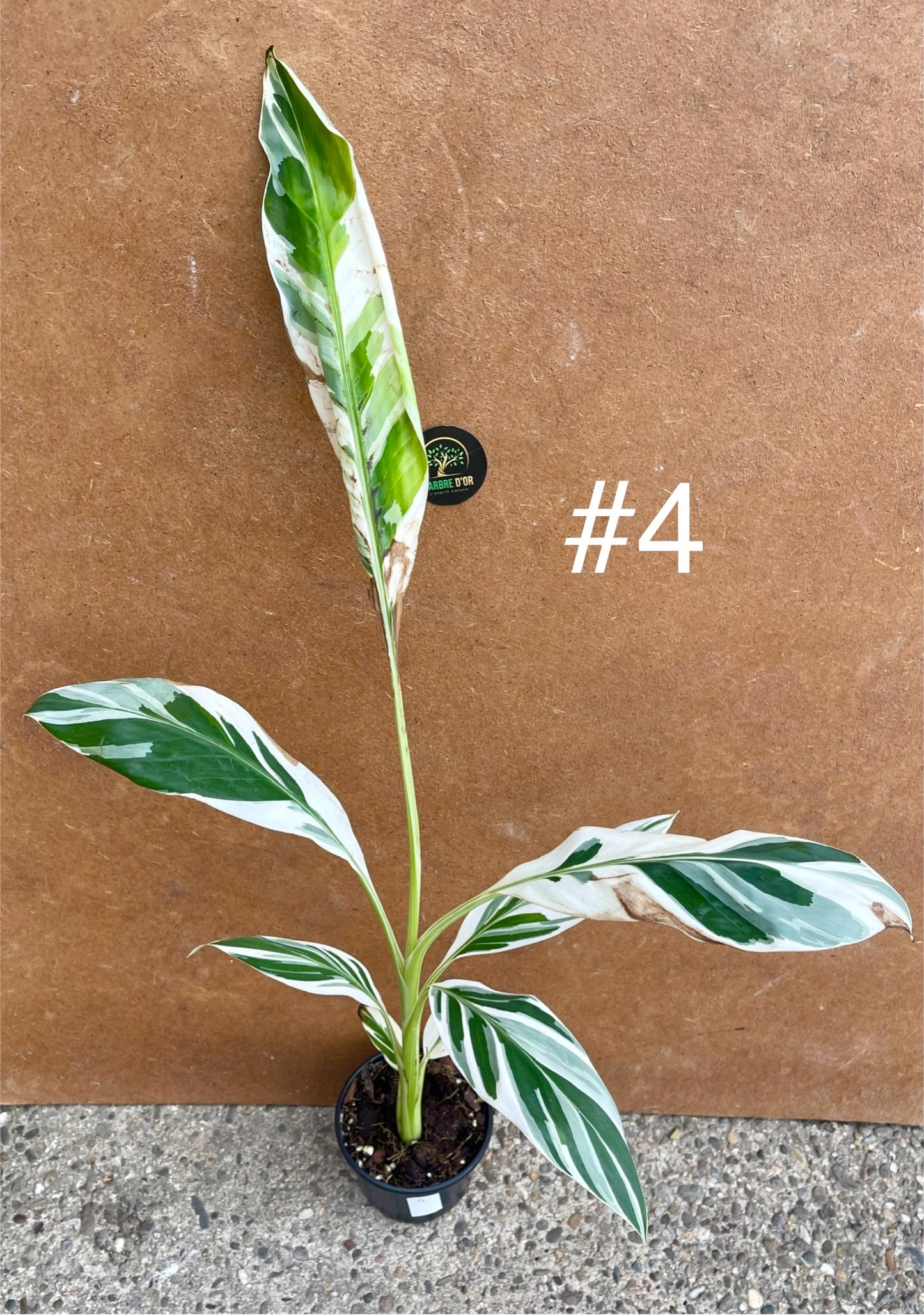 Musa Florida ae-ae variegata