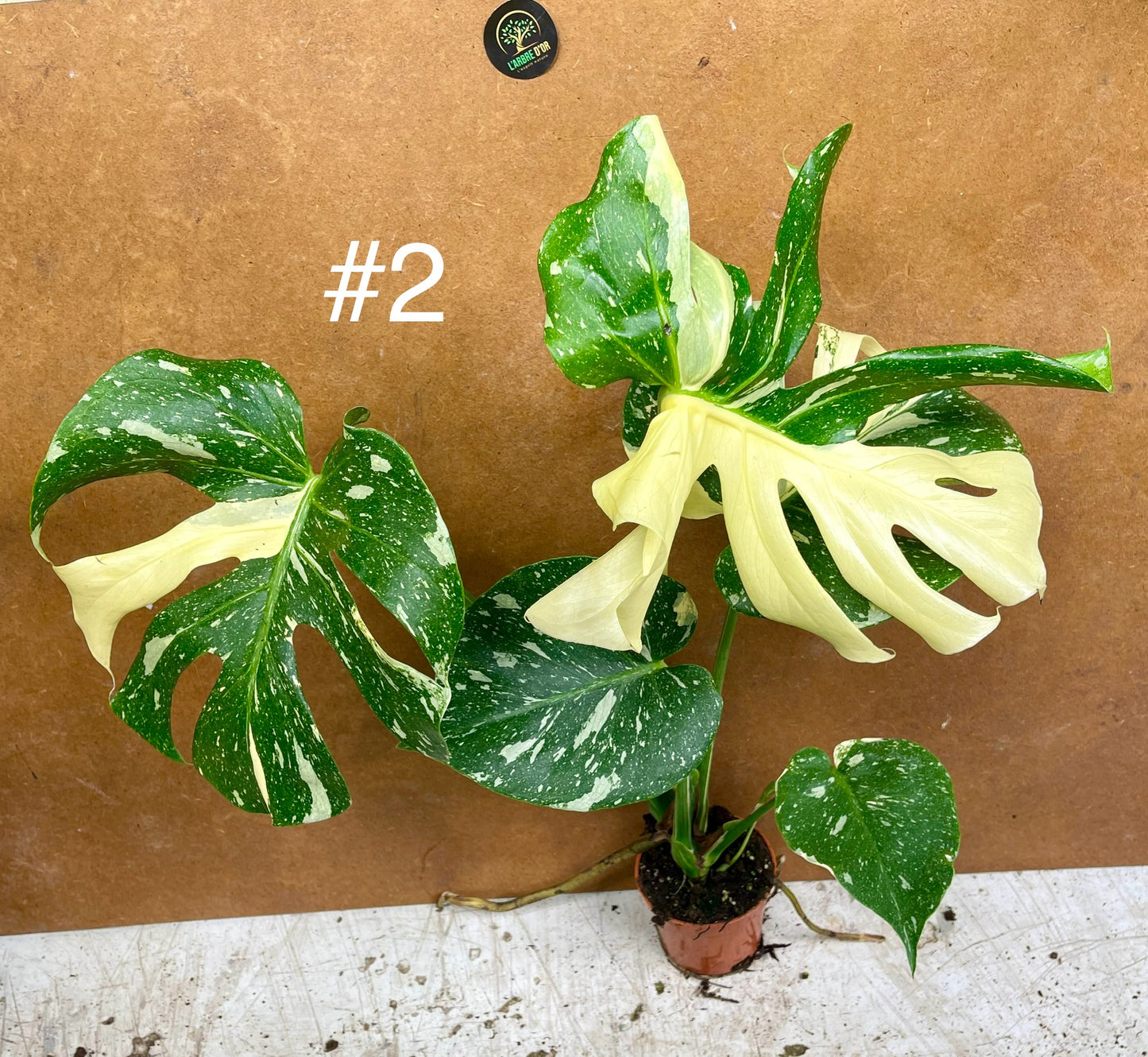 Monstera deliciosa thai constellation creme brûlée