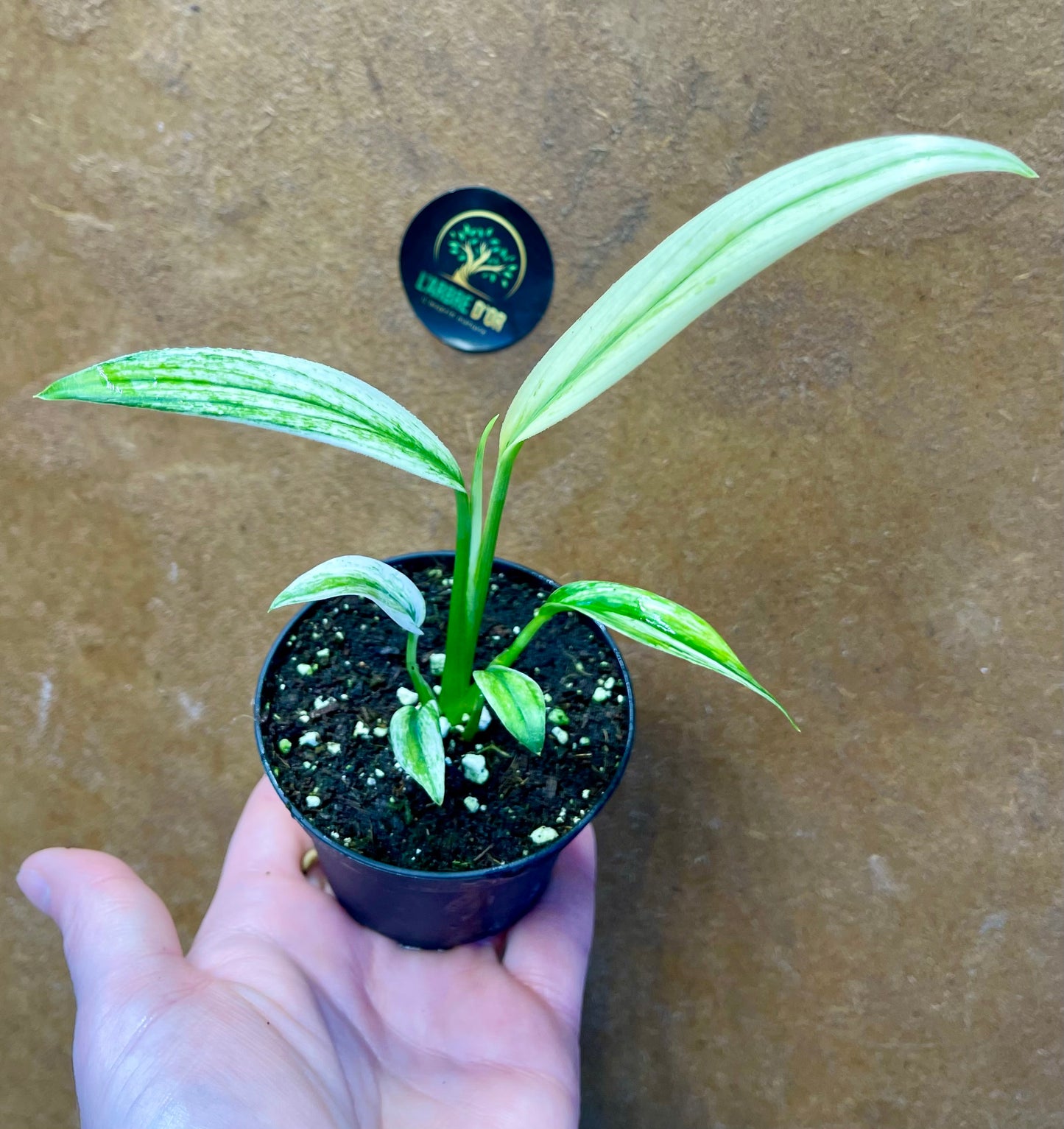 Epipremnium amplissimum variegata