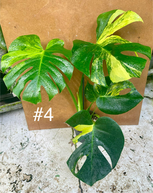 MONSTERA DELICIOSA AUREA BIG FORM