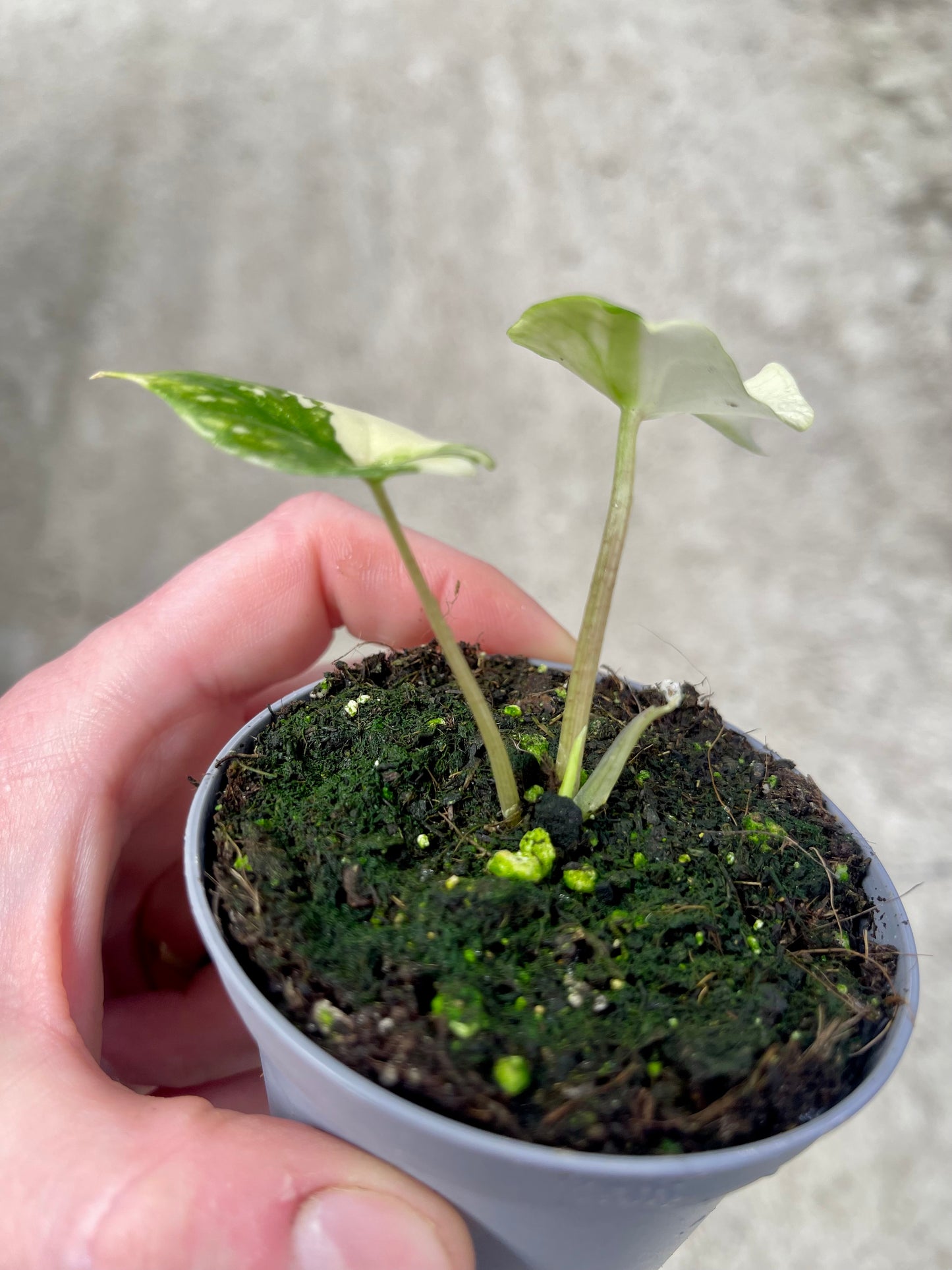 ALO.CASIA SCALPRUM ALBO MINT VARIEGATA