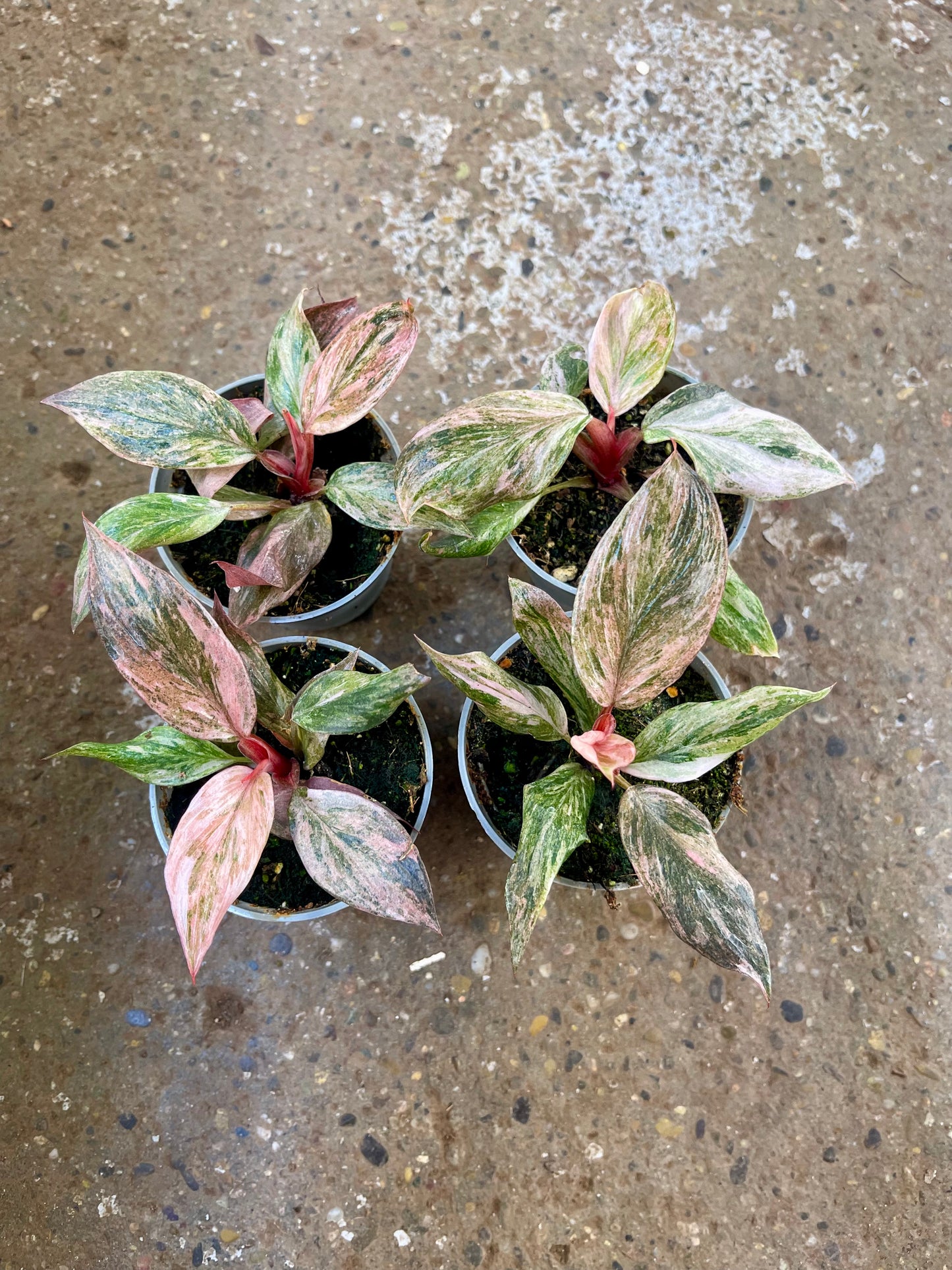 PHILODENDRON PINK PRINCESS MARBLE MUTATION