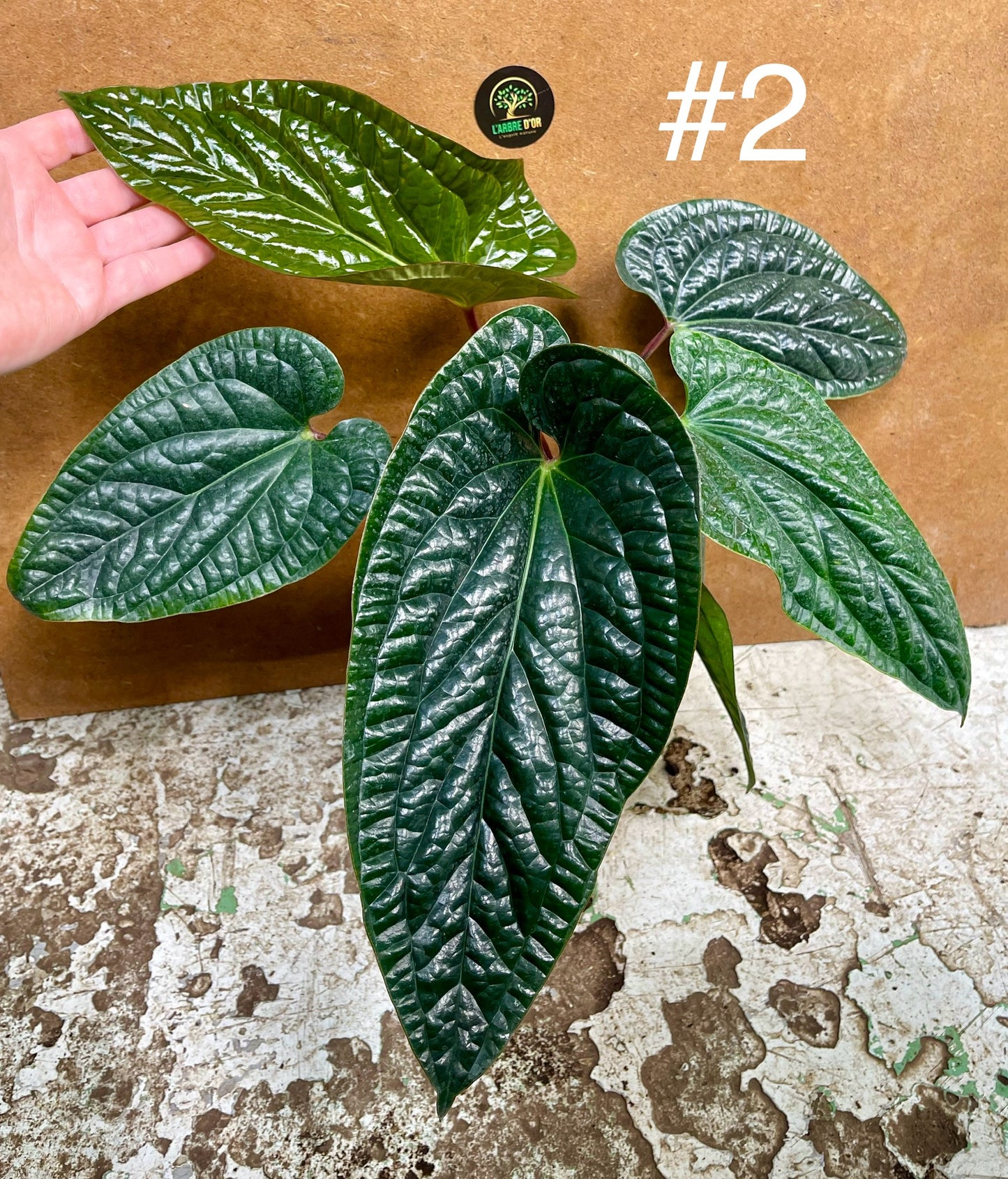 Anthurium radicans x luxurians