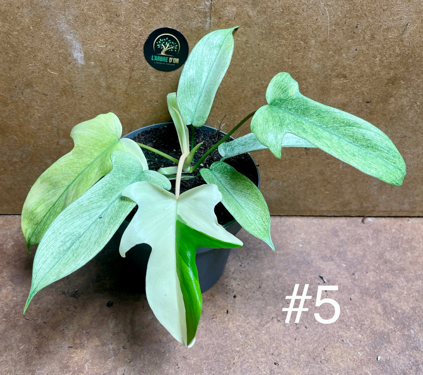 Philodendron florida ghost mint