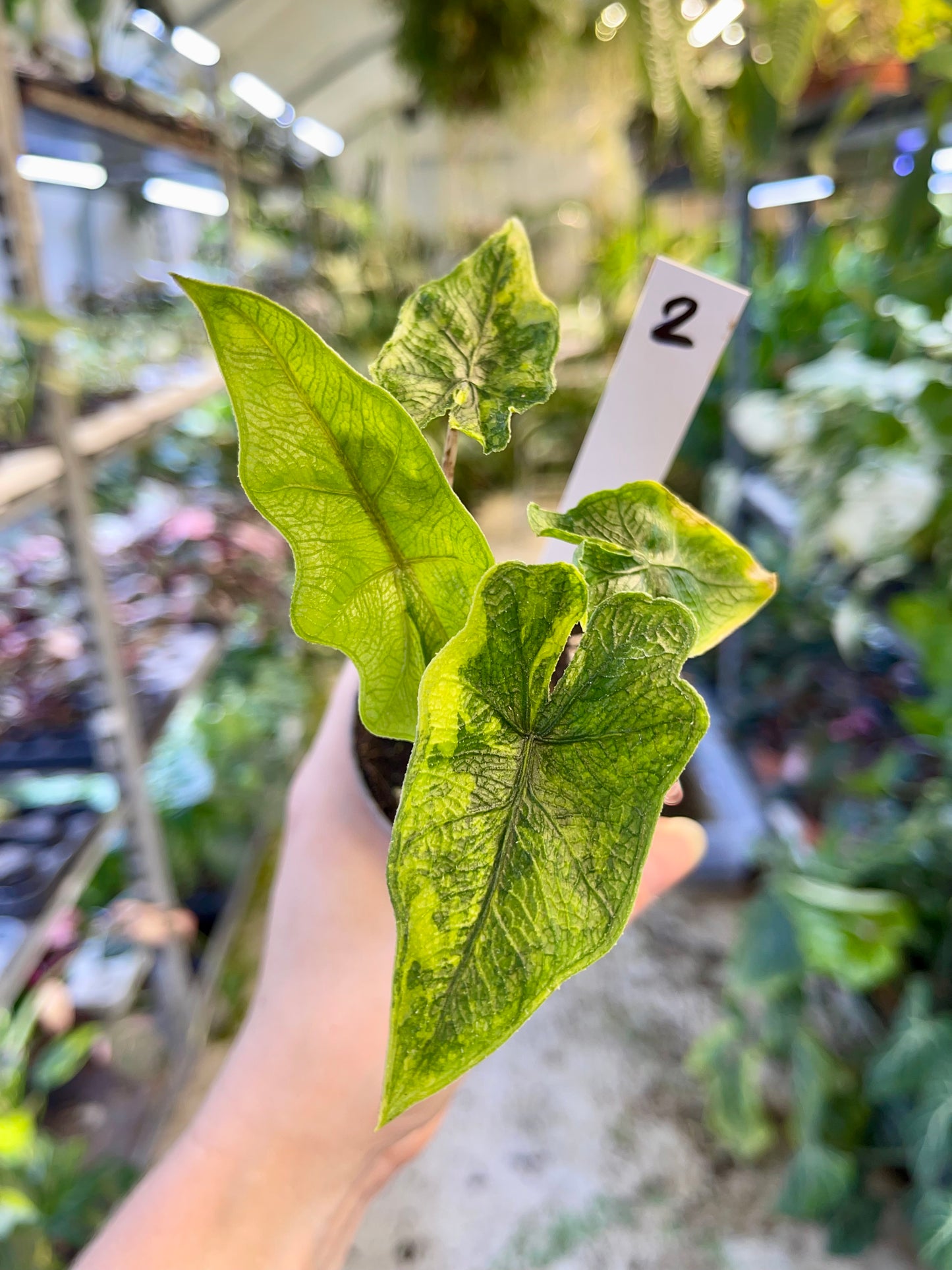 Alocasia jacklyn variegata NEW