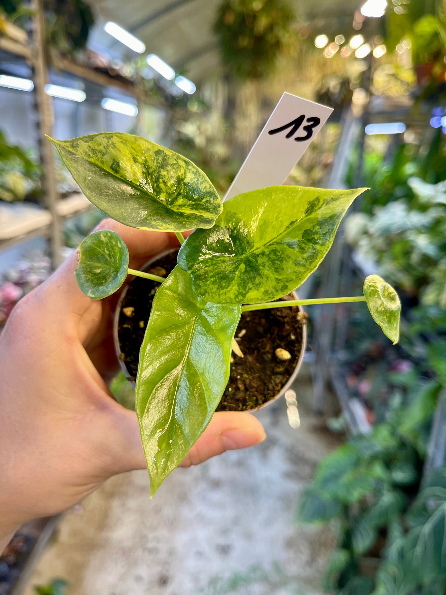 Alocasia sinuata variegata NEW